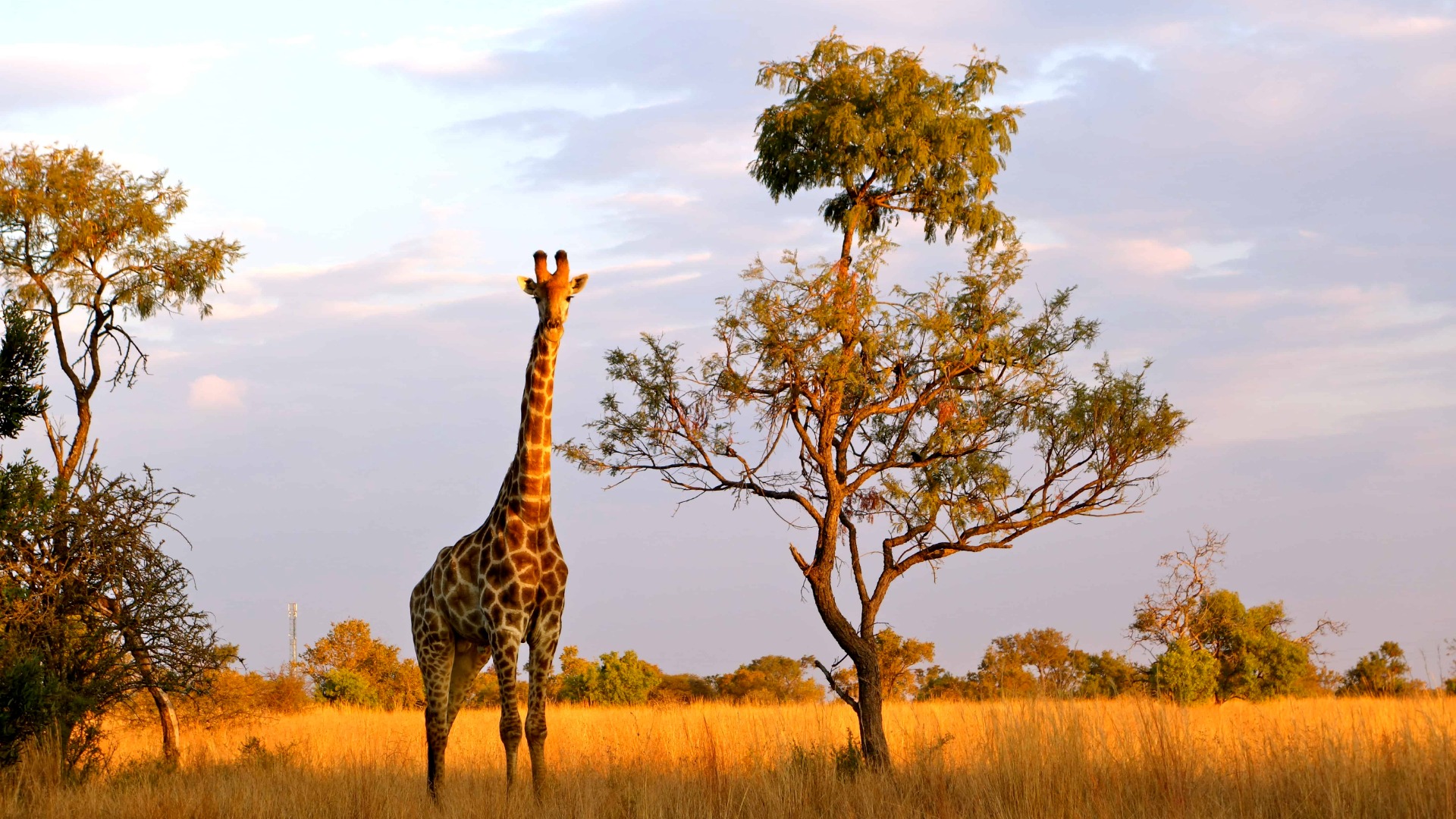 How Multi-Day Rail Journeys in Southern Africa Complement a Luxury Bush Safari
