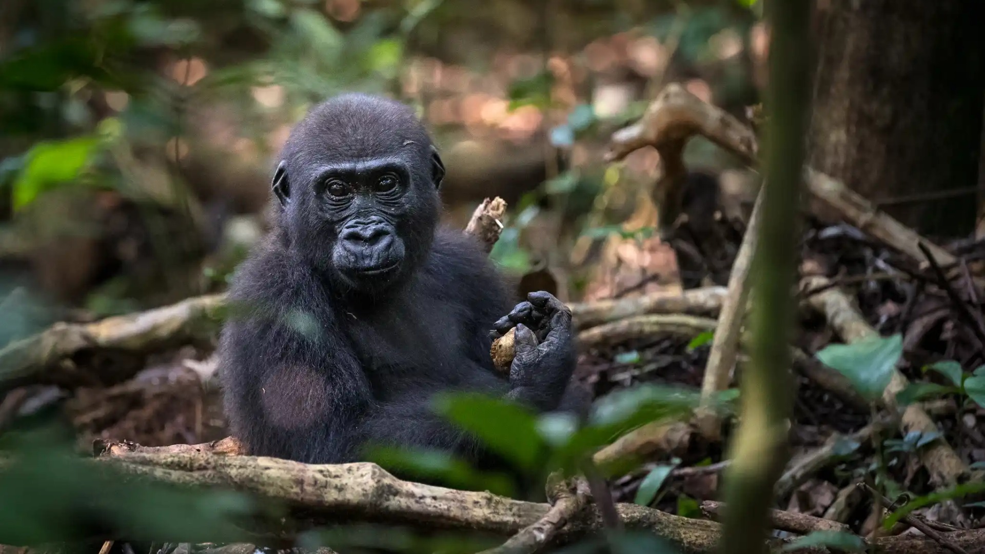 How to Combine Gorilla Trekking and Savannah Safari in One Seamless East African Trip