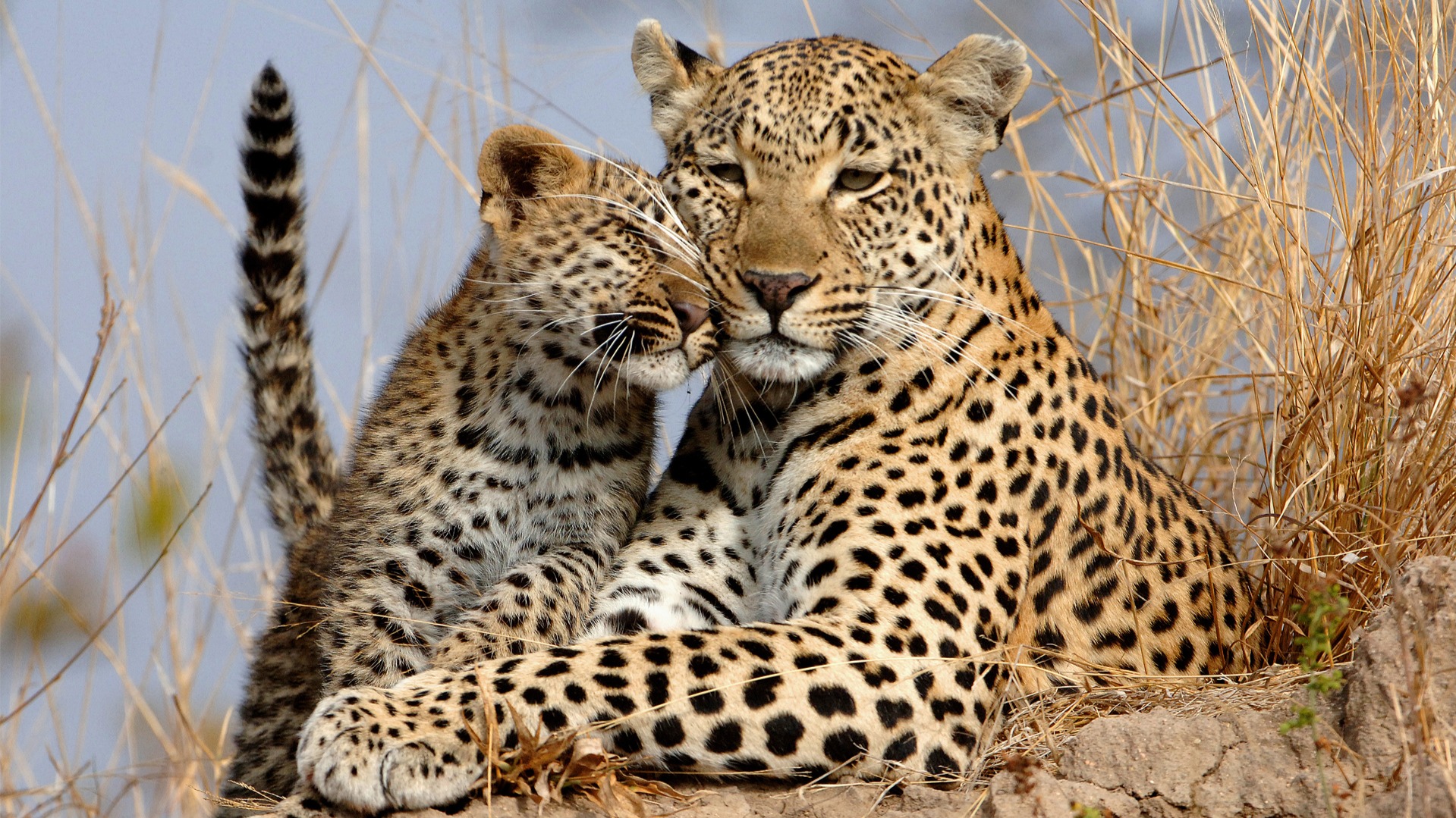 How Habitat Shapes Big Cat Sightings Across Africa