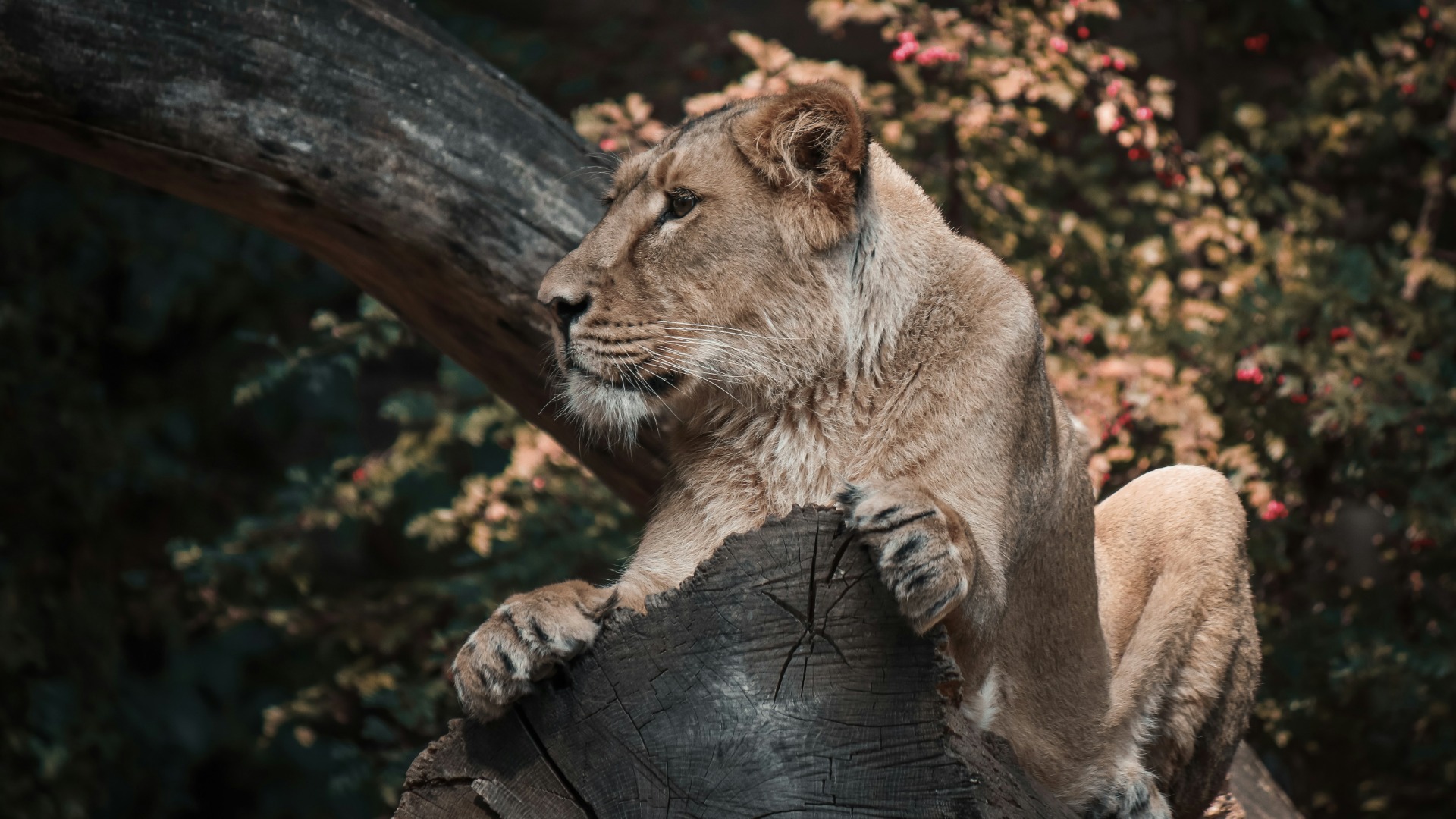 Inside Queen Elizabeth National Park: How Uganda Blends Open Savannah Drives with Primate Treks