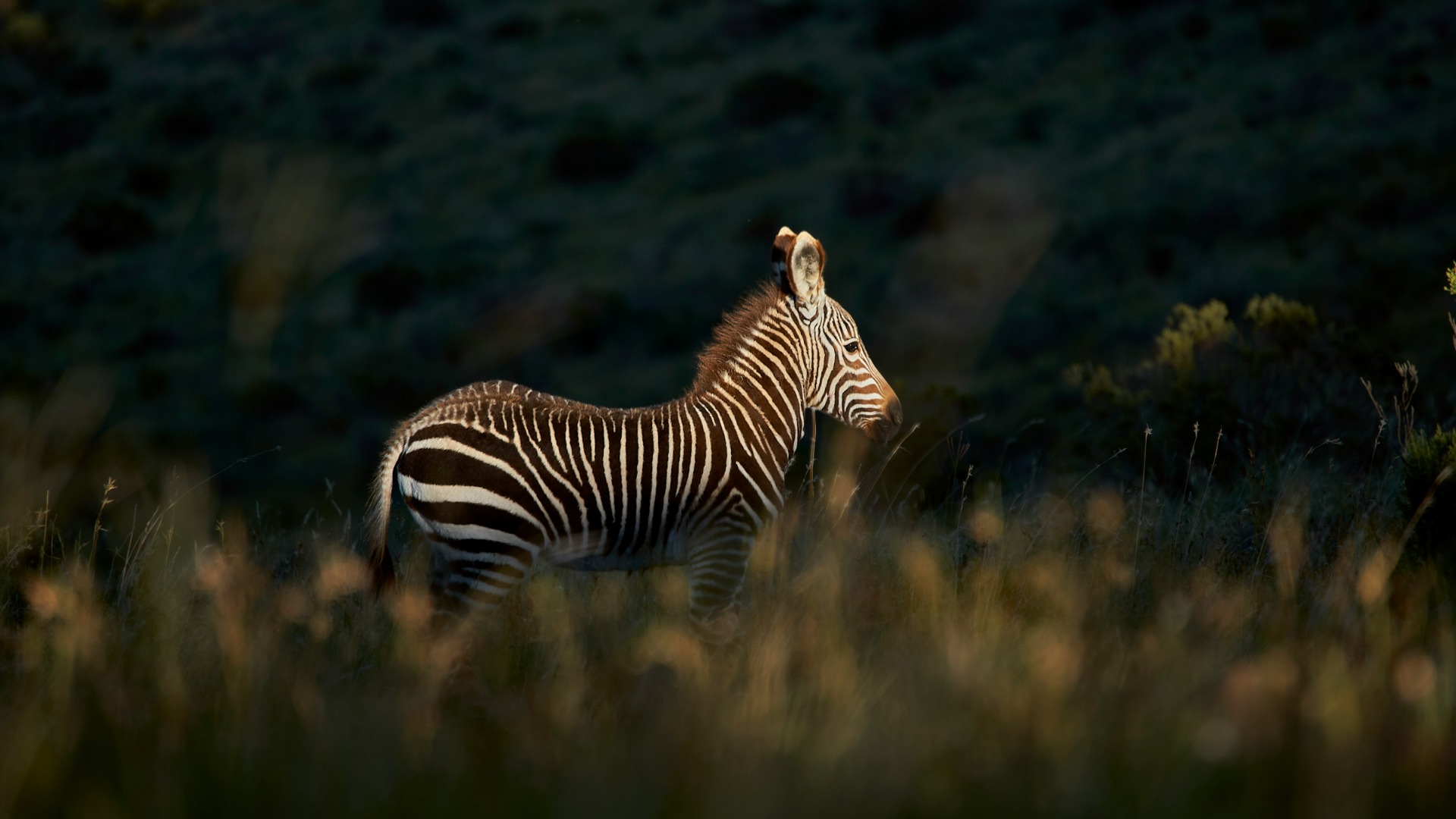 Why Standard Travel Insurance Leaves Safari Guests Exposed in Remote Wilderness
