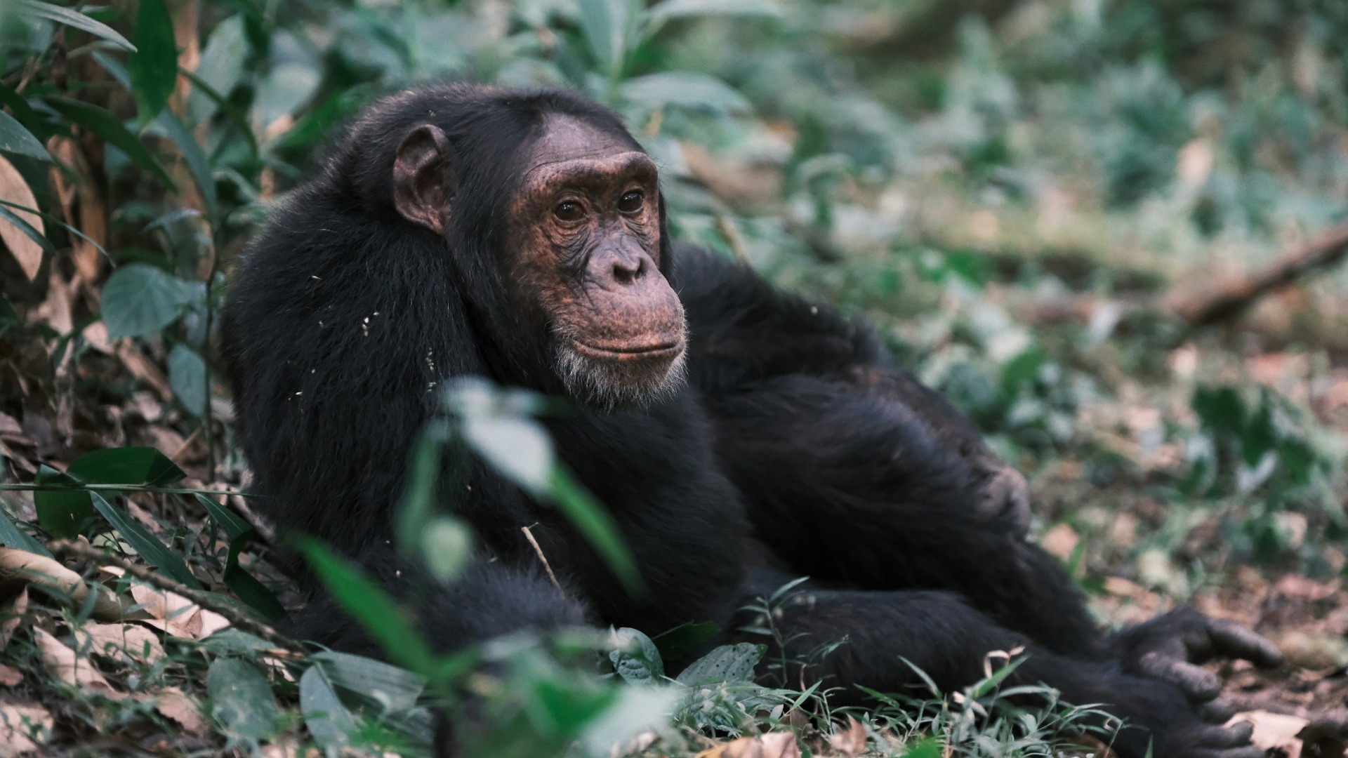 Rwanda’s Forest Canopy and Chimpanzee Troops: What to Expect at Nyungwe