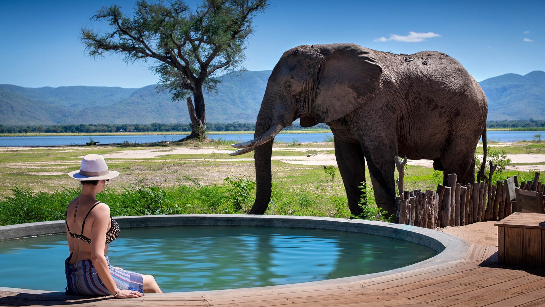 Why Mana Pools Demands Foot Safaris Among Towering Albida Trees