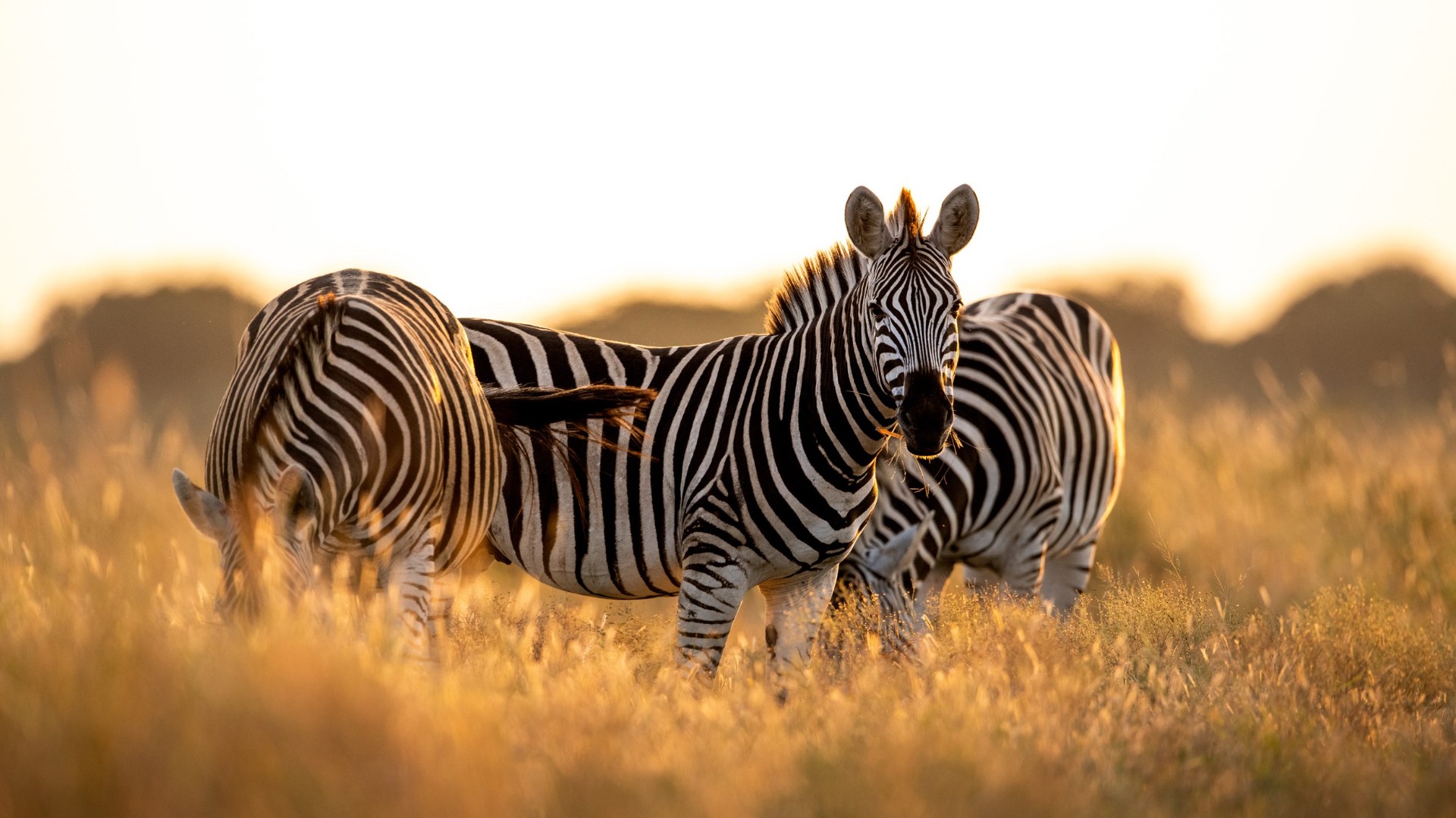 Why Kenya’s Northern Arid Lands Host Species Unseen Further South