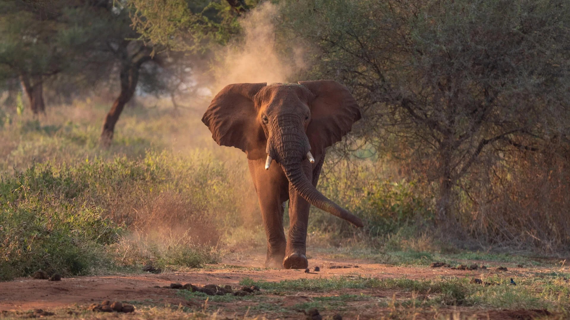 Why Amboseli’s Swamps Sustain Wildlife Long After Rains Depart