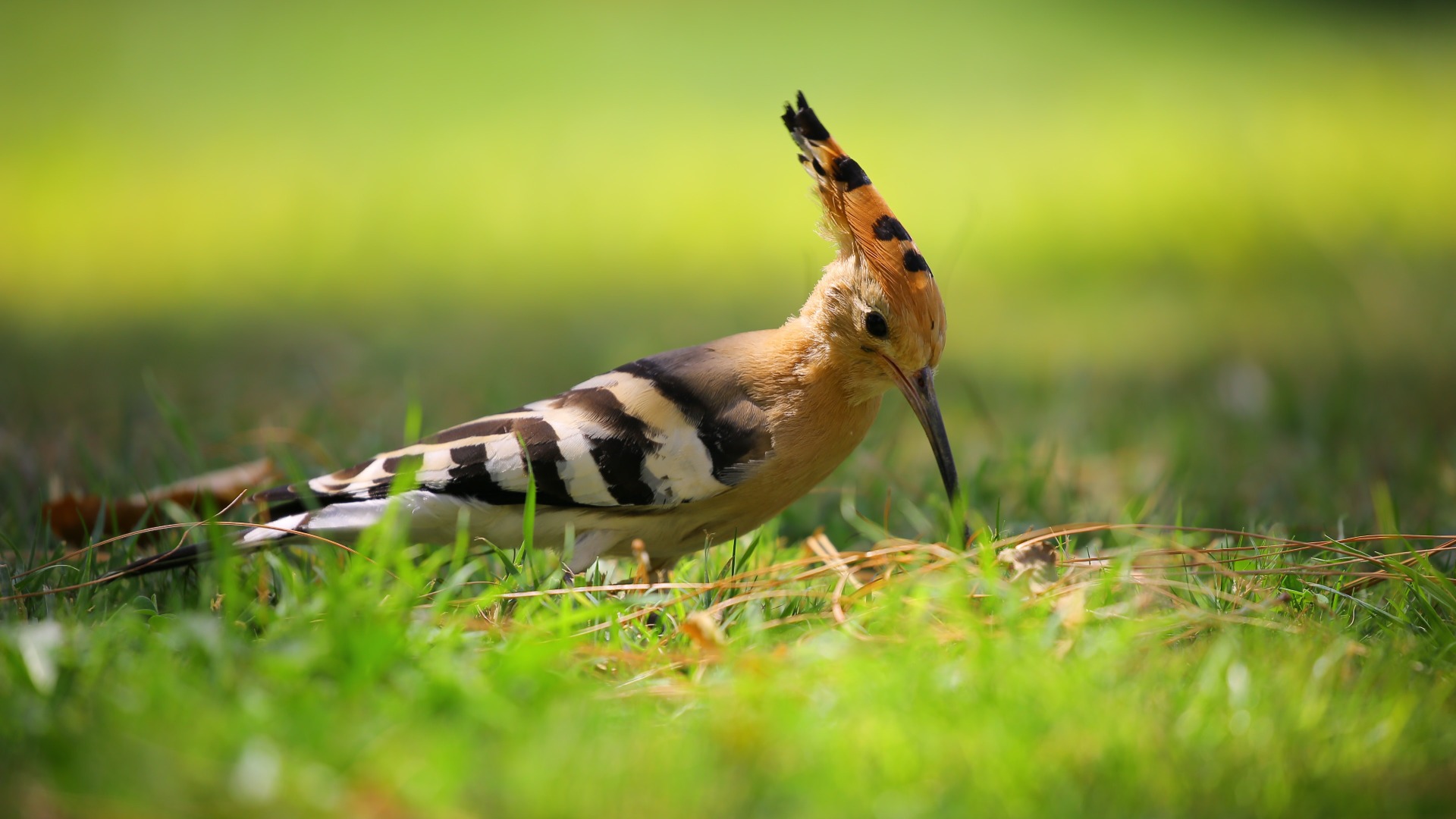 Why Serious Birders in Africa Insist on Specialist Guides Over Generalists