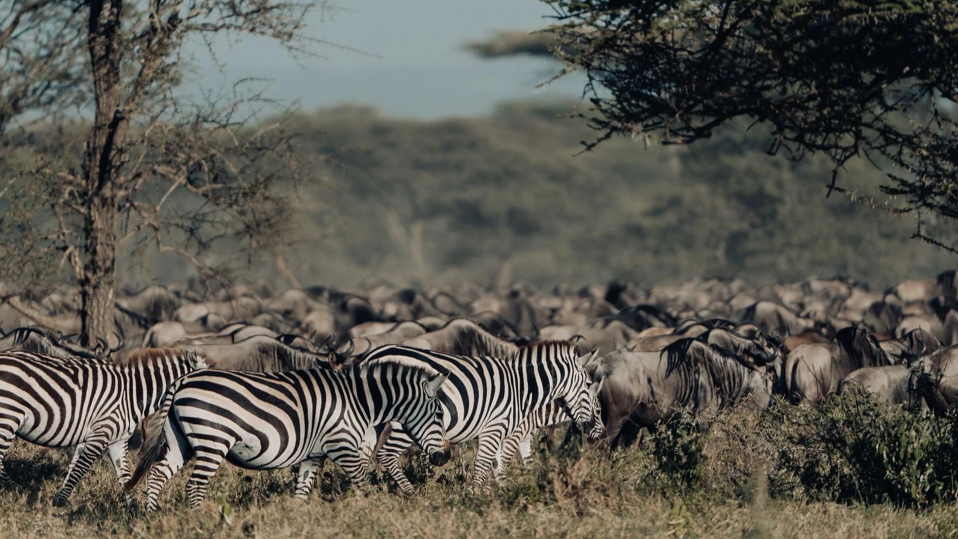 Why Tanzania's Southern Circuit Draws Far Fewer Visitors Than the Serengeti