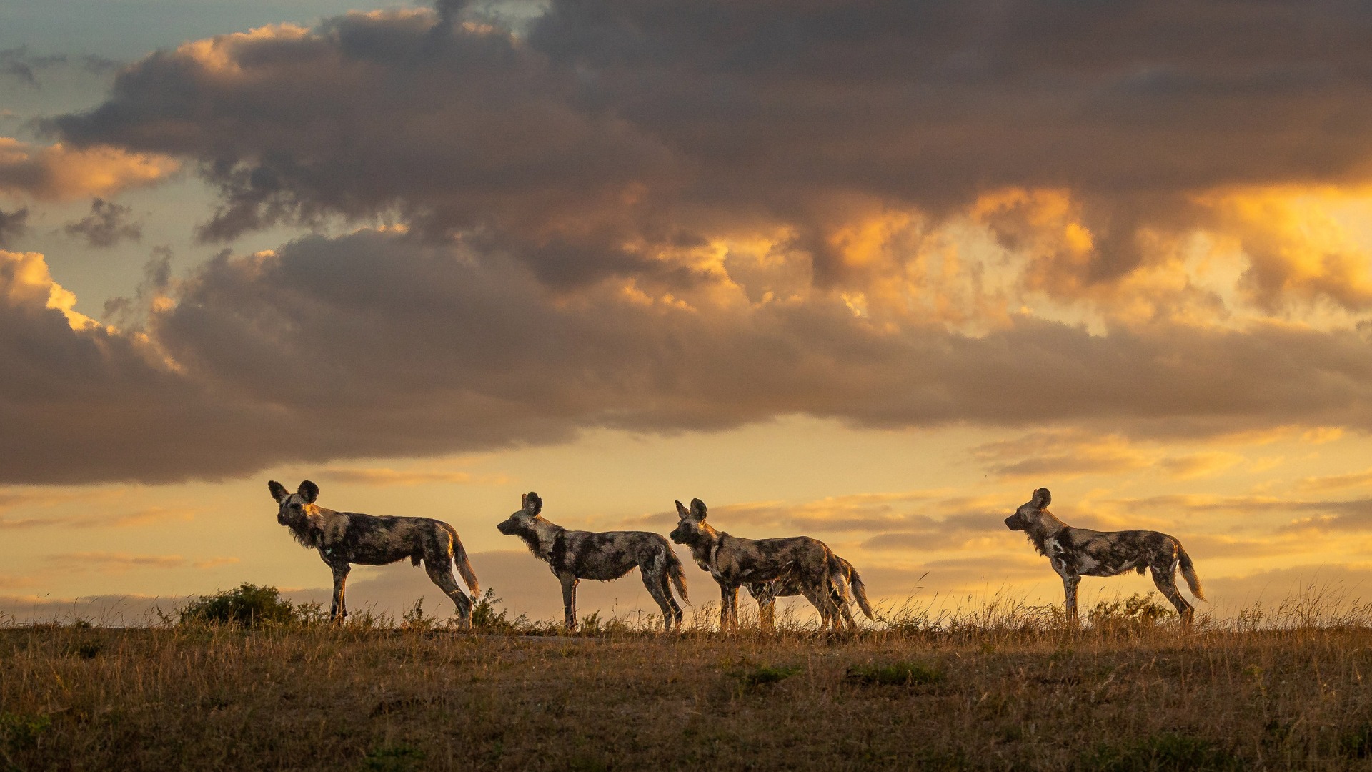 How African Wild Dog Packs Navigate Vast Ranges and Seasonal Dens