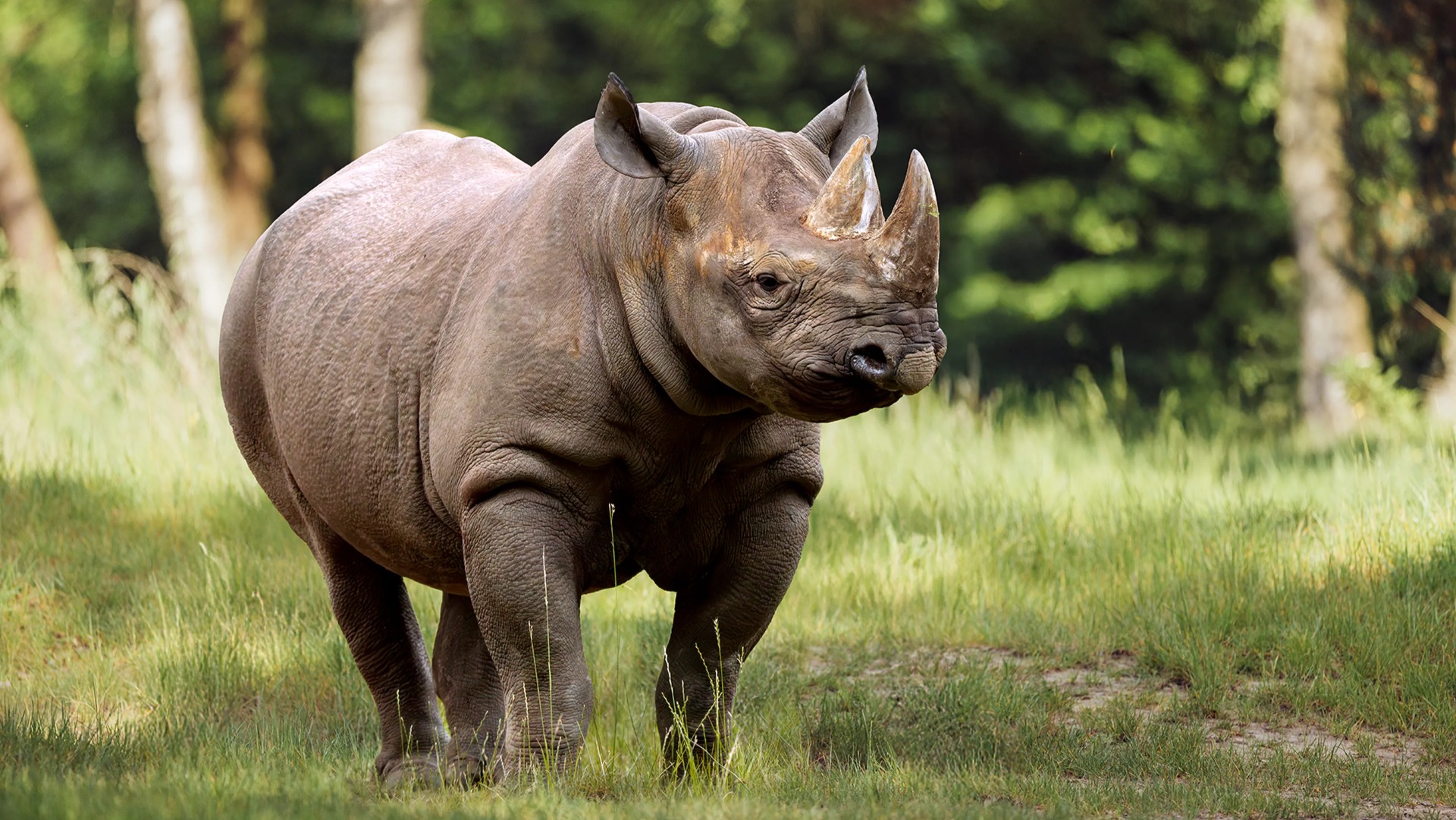 Inside Ngorongoro Crater: Geology, Rhino and the Right Time to Descend