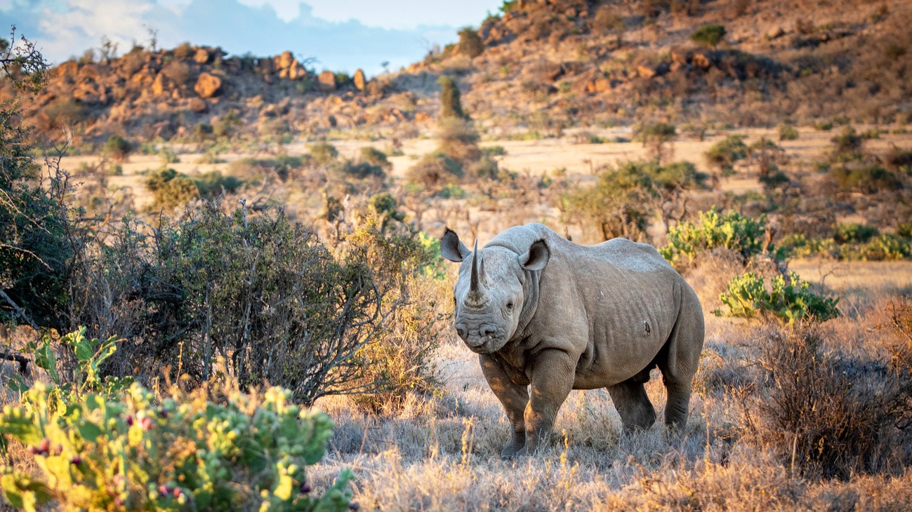 How Safari Guides Protect Rhinos by Keeping Locations Secret