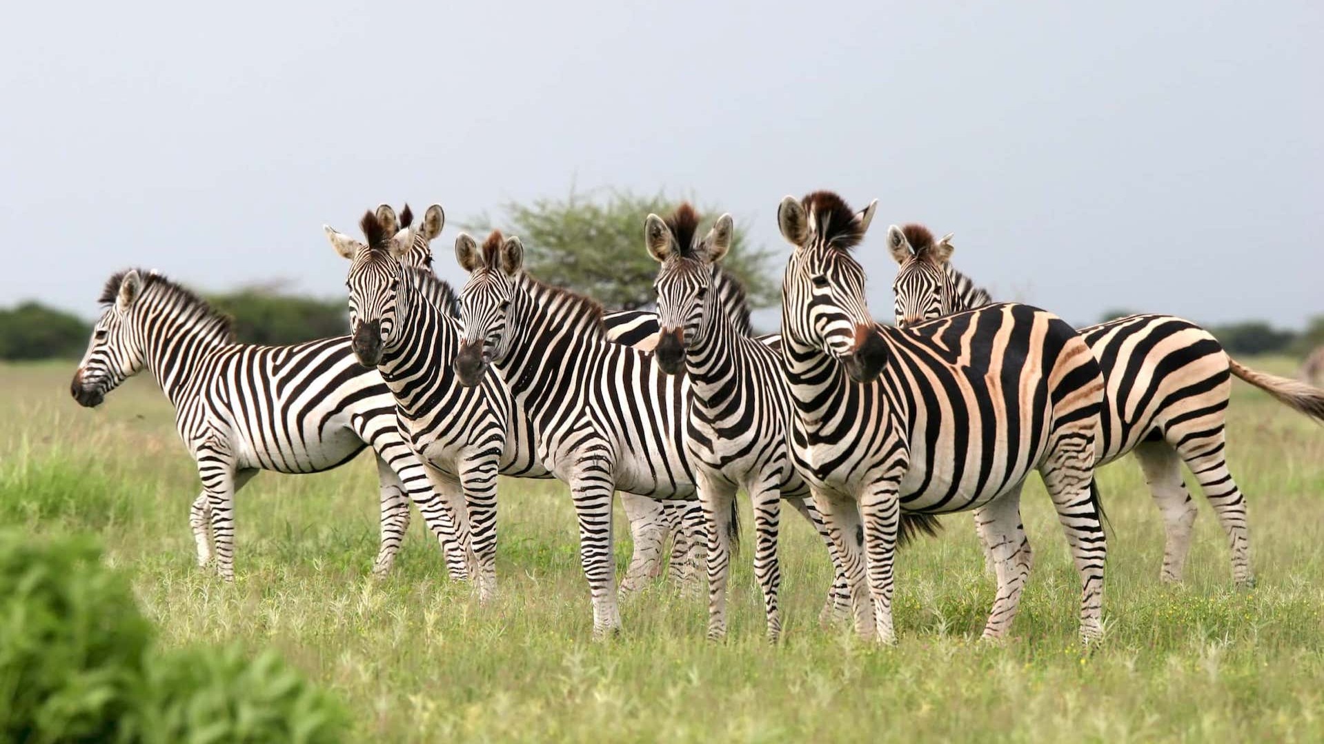 What Exclusive Access in Botswana’s Linyanti and Selinda Concessions Really Delivers