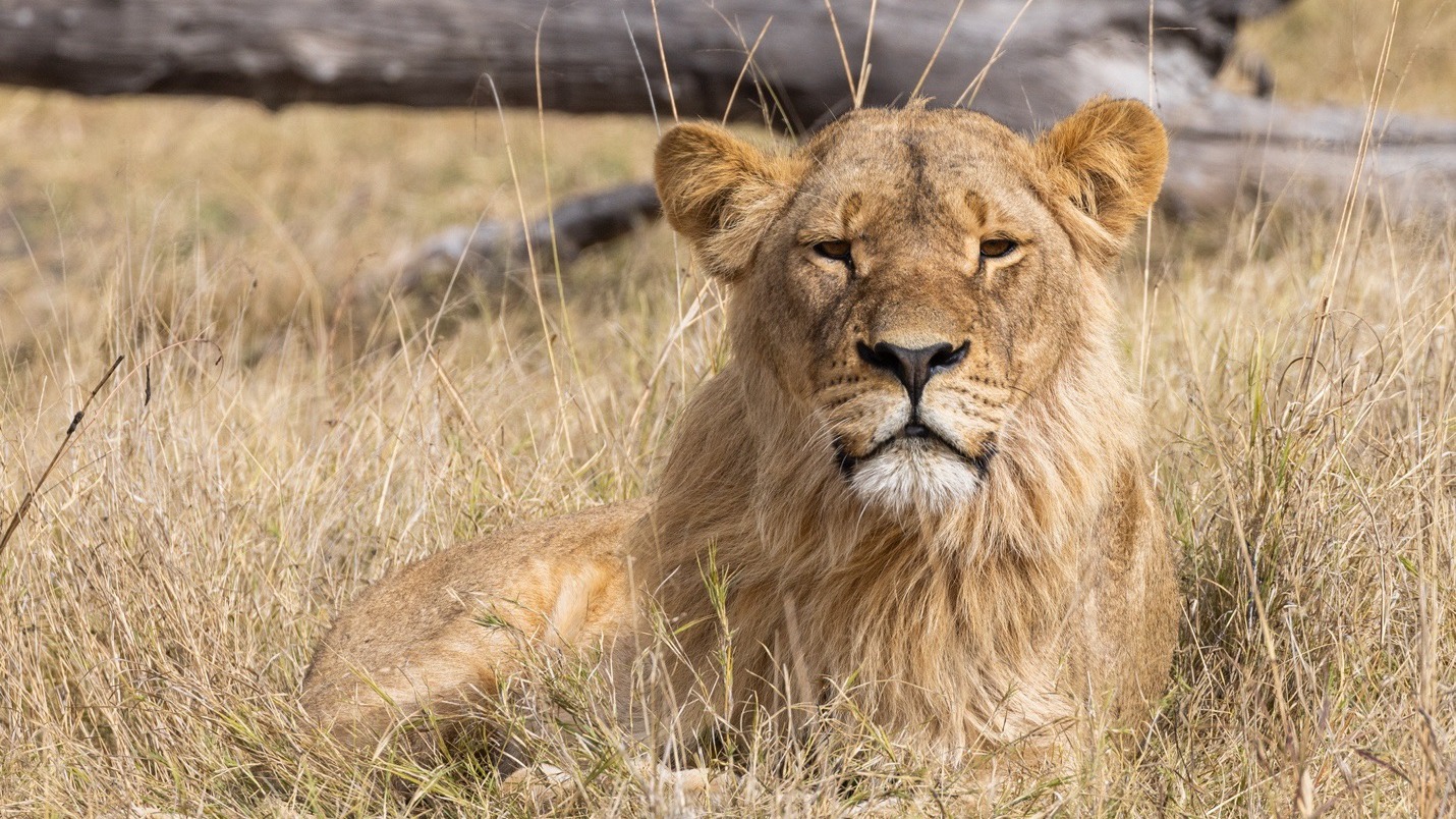 Why the Big Five Still Shapes Safari Marketing Long After Its Hunting Roots