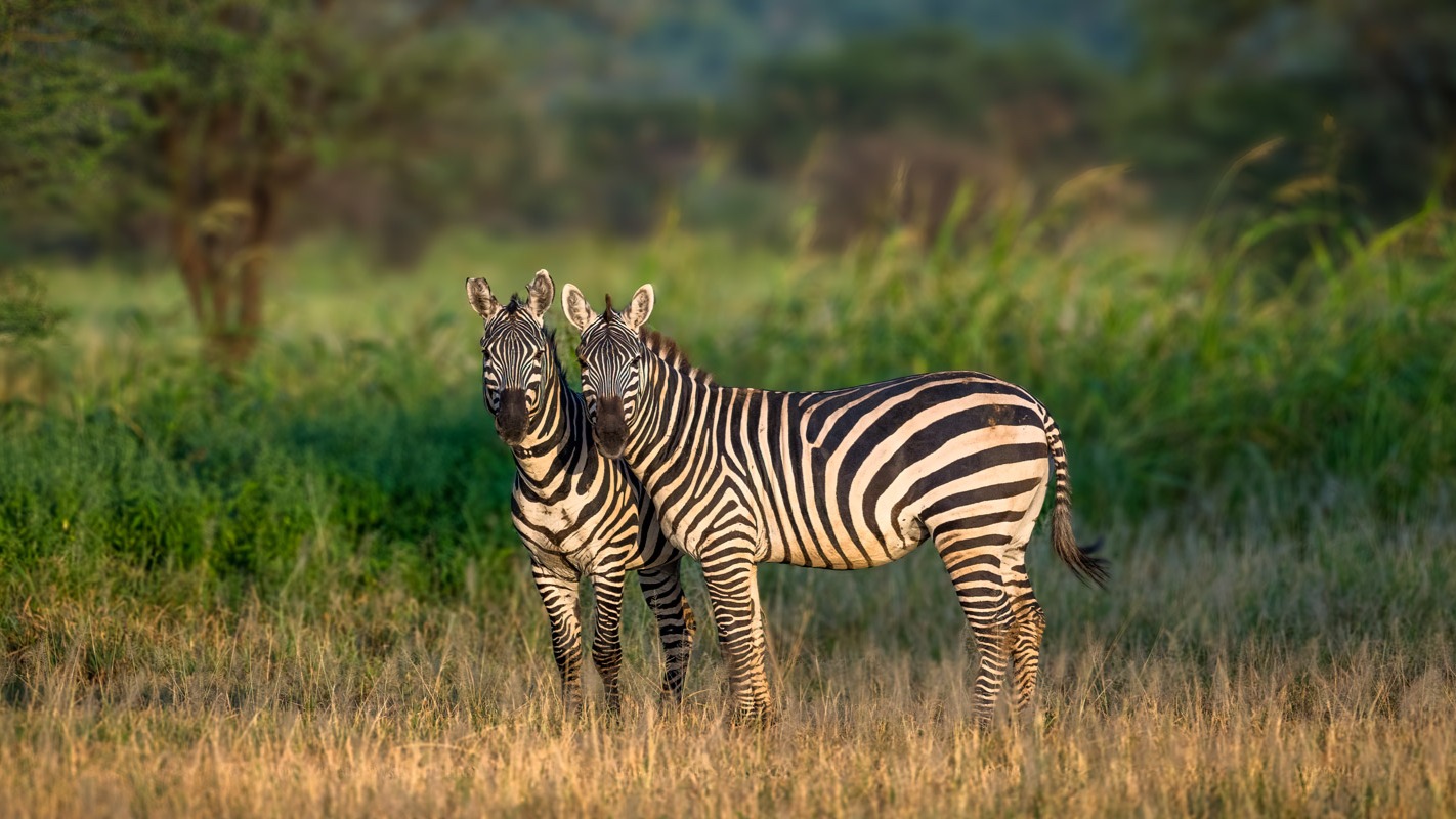 Quad Biking Across Makgadikgadi’s Salt Pans and Tracking Zebra on Foot