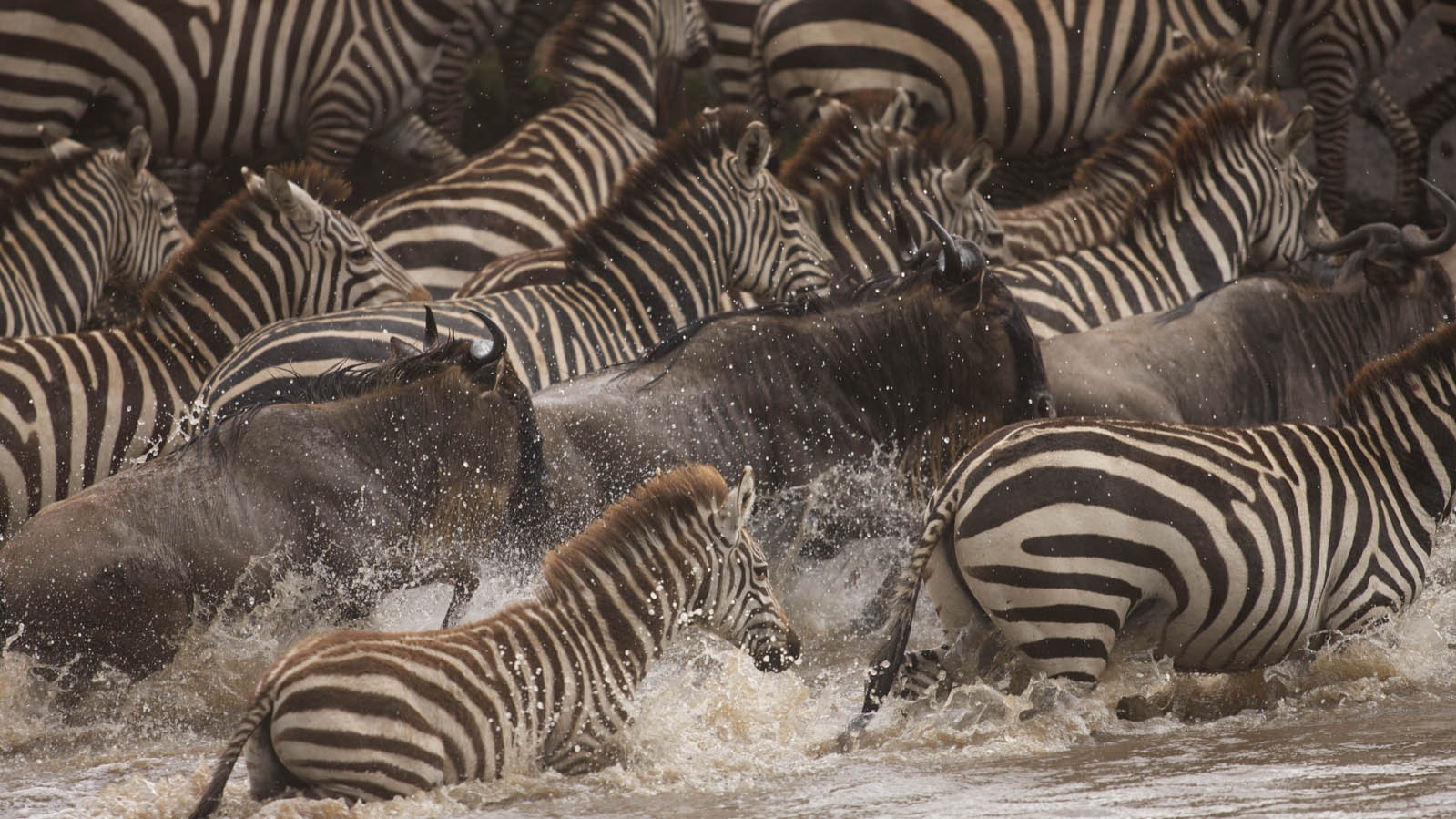 Why Half a Million Wildebeest Calve in Synchrony on the Southern Serengeti