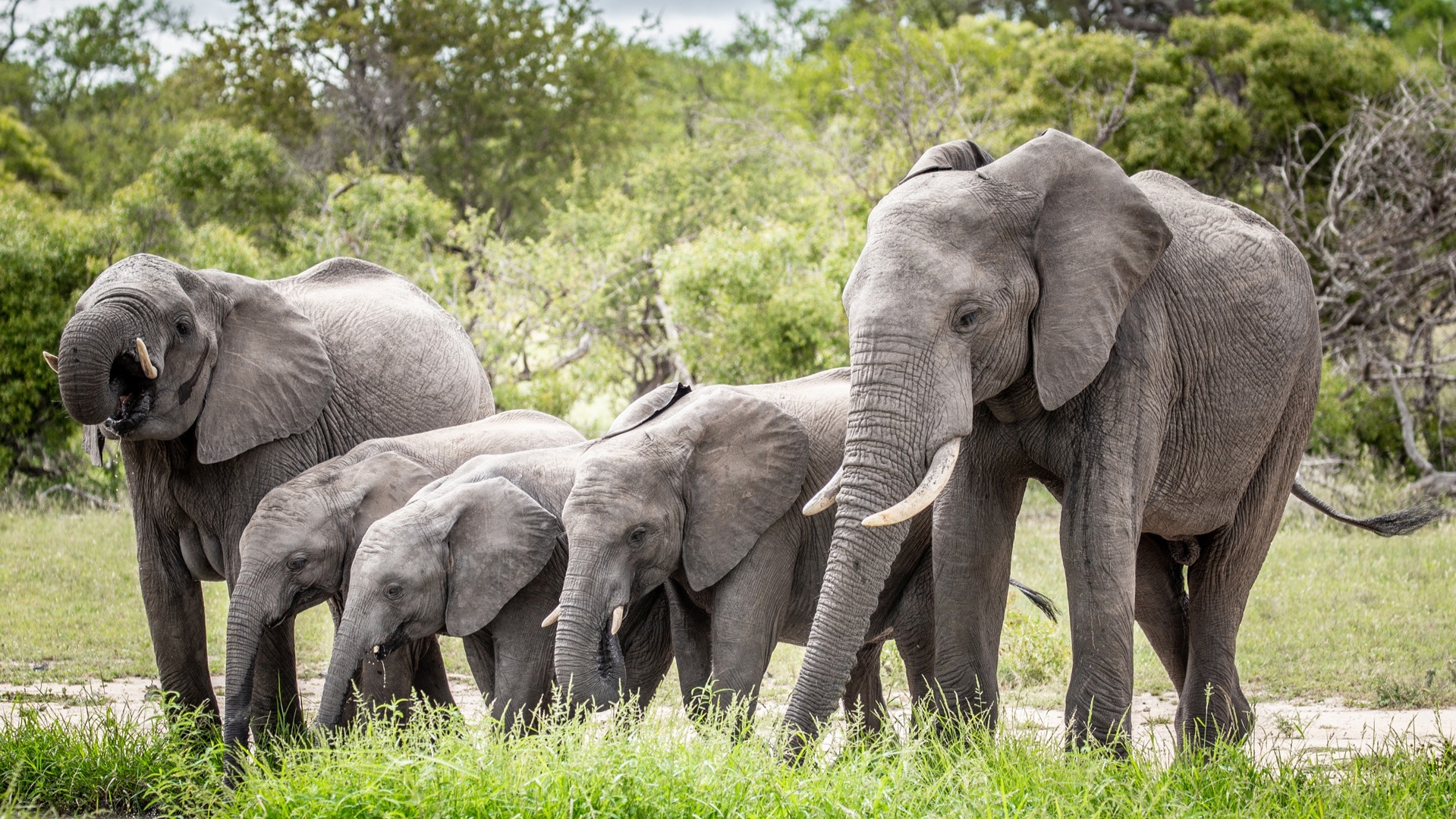 How Conservation Fees on African Safaris Support Communities and Wildlife Protection