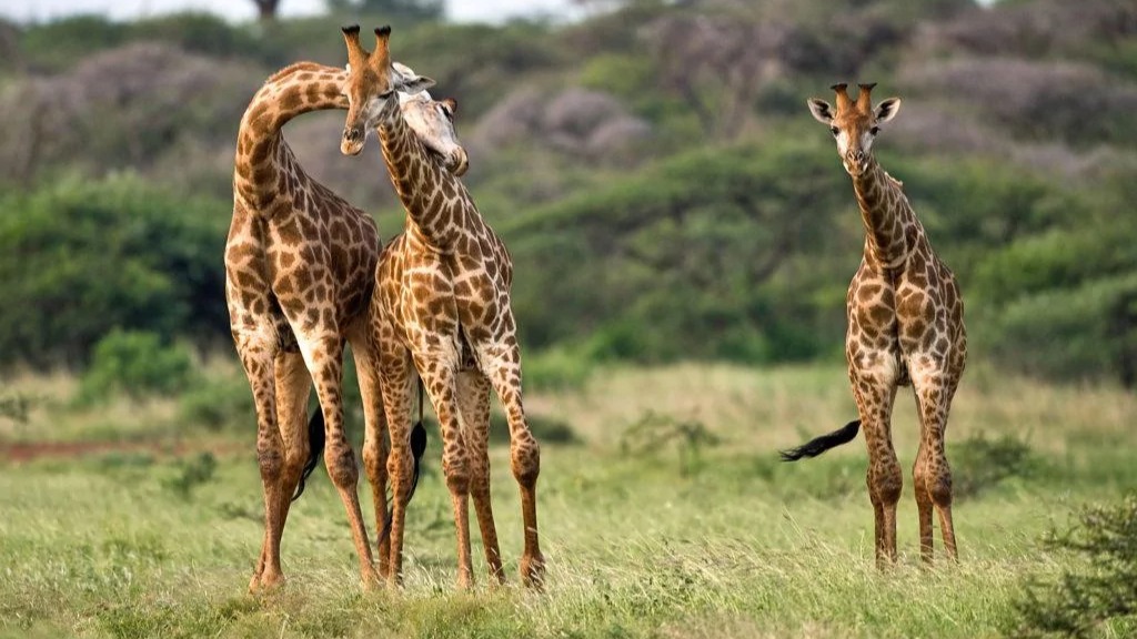Practical Steps for Staying Safe on an African Safari