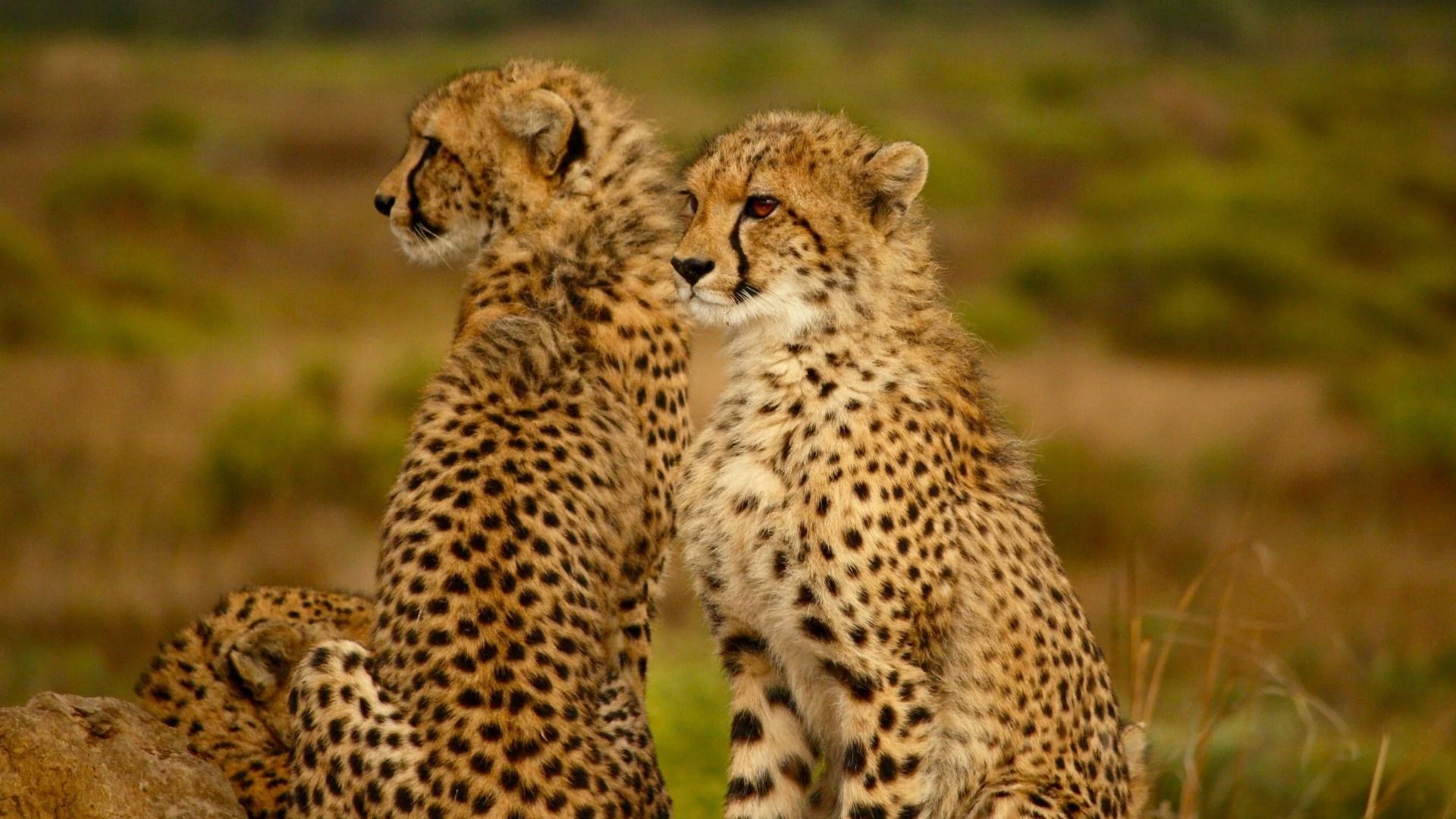 What to Pack for an African Safari When Light Aircraft Weight Limits Apply