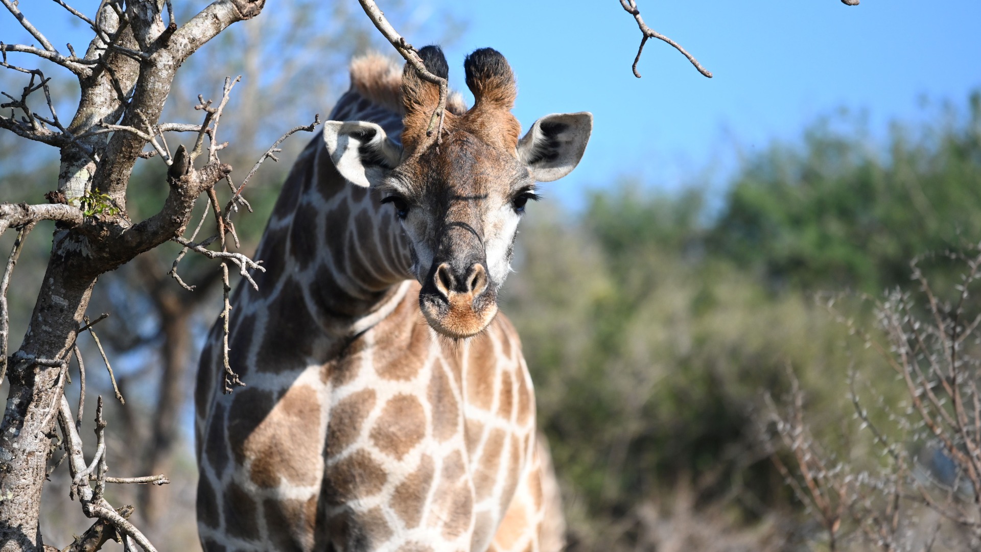 Choosing Bean Bags Over Gimbals for Photographic Safaris in Africa