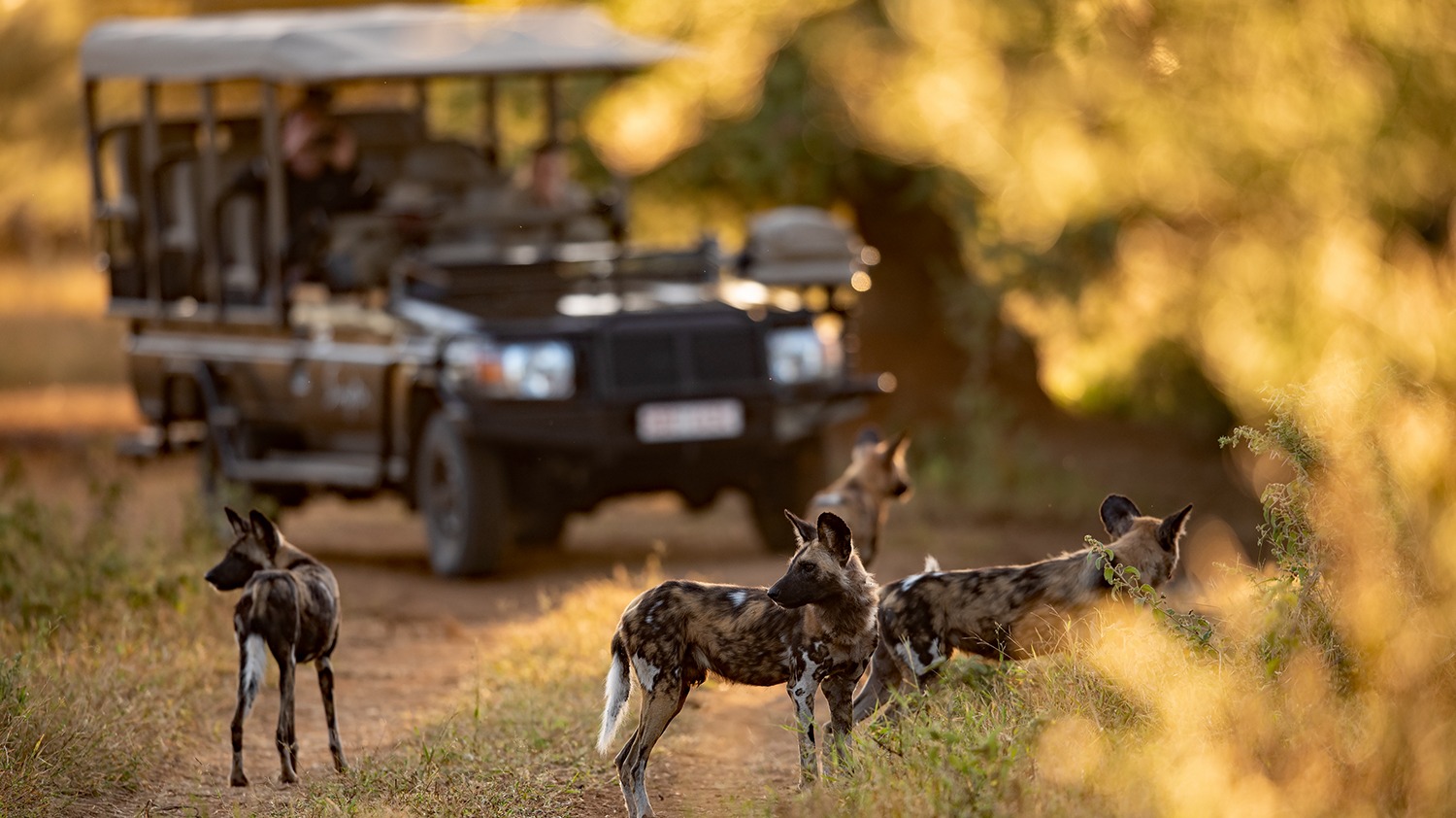 What Your First African Safari Day Really Involves From Dawn to Dusk