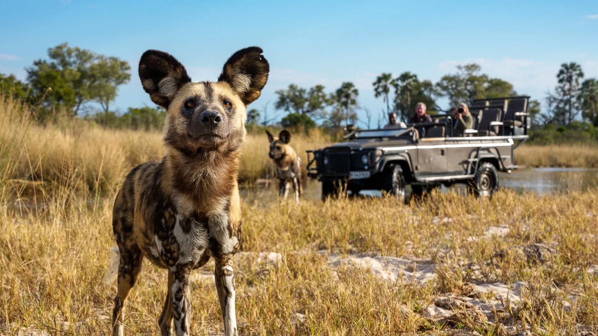 Practical Family Safari Planning: Ages, Vehicles and Malaria-Free Reserves