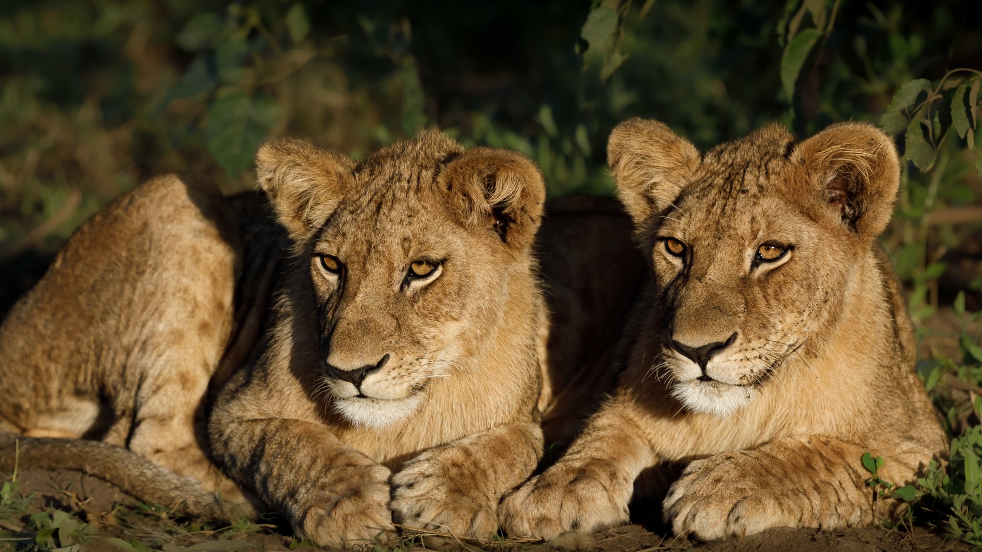 What a Walking Safari in Zambia’s South Luangwa Actually Entails