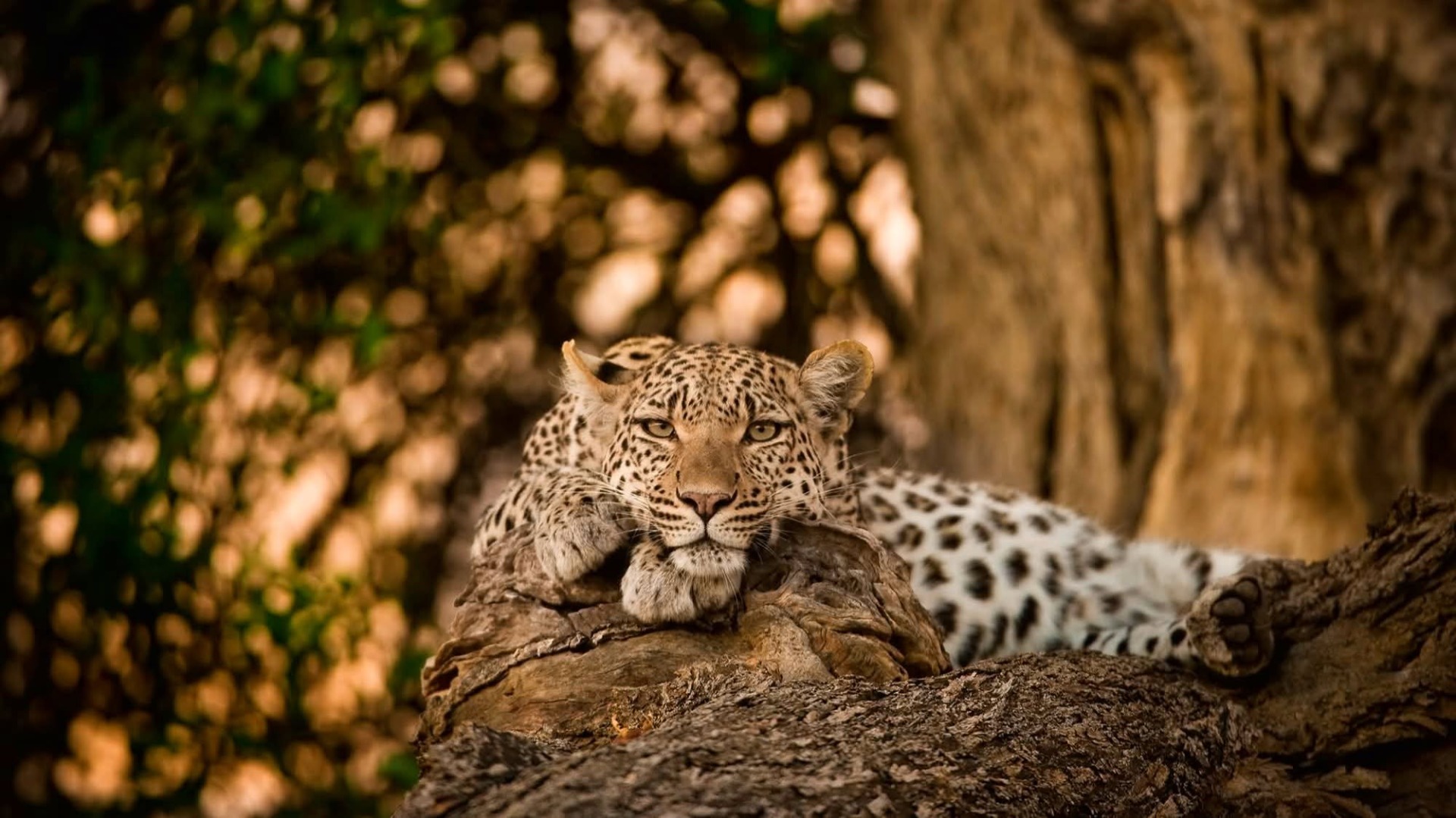 Why Leopard Sightings Excel in Sabi Sand Private Reserves