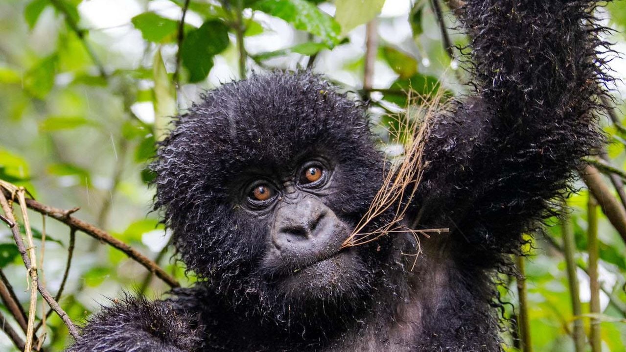 What to Expect on a Gorilla Trek in Rwanda’s Volcanoes National Park
