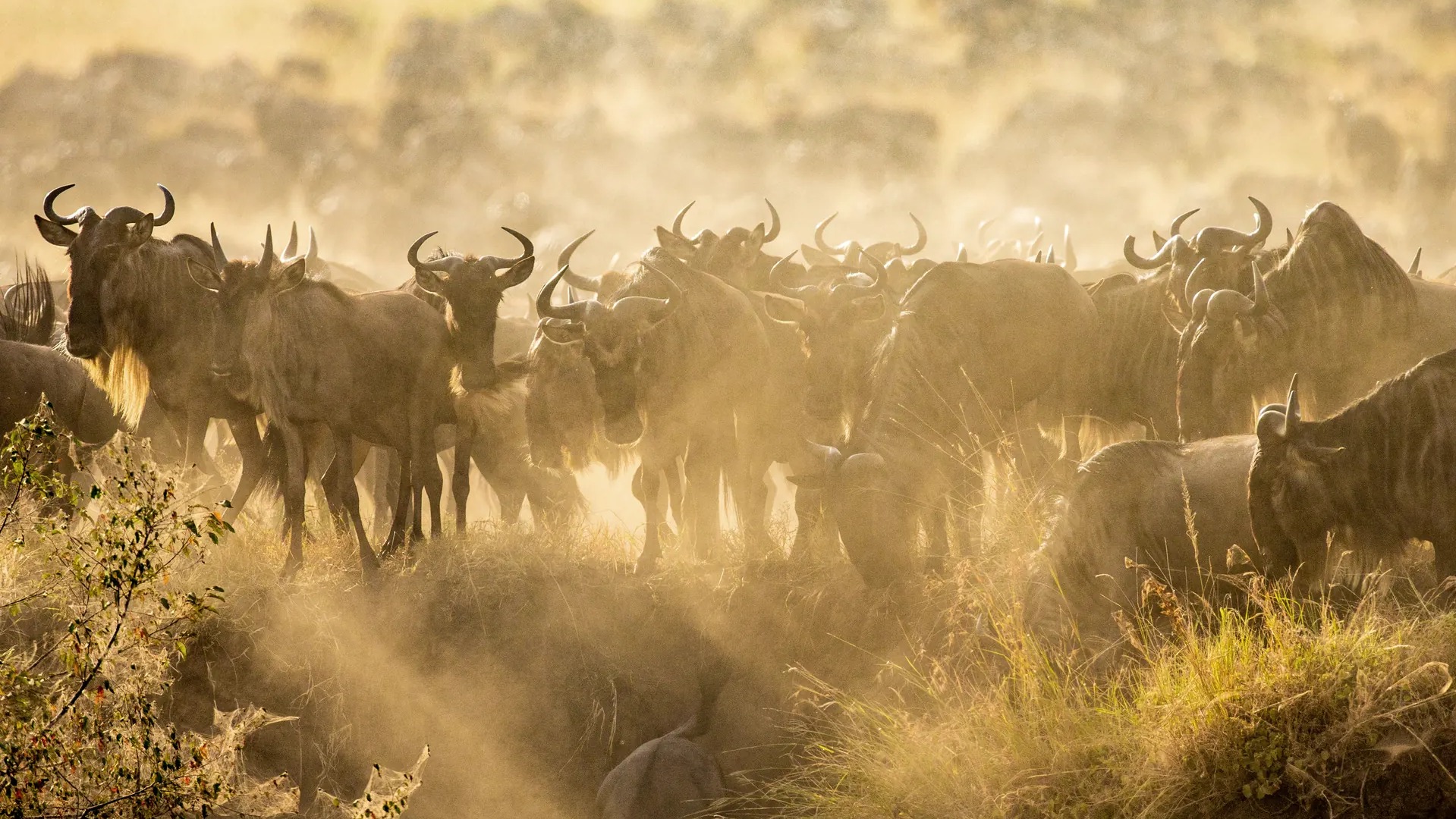 What Really Drives the Masai Mara Great Migration and Why River Crossings Defy Fixed Dates