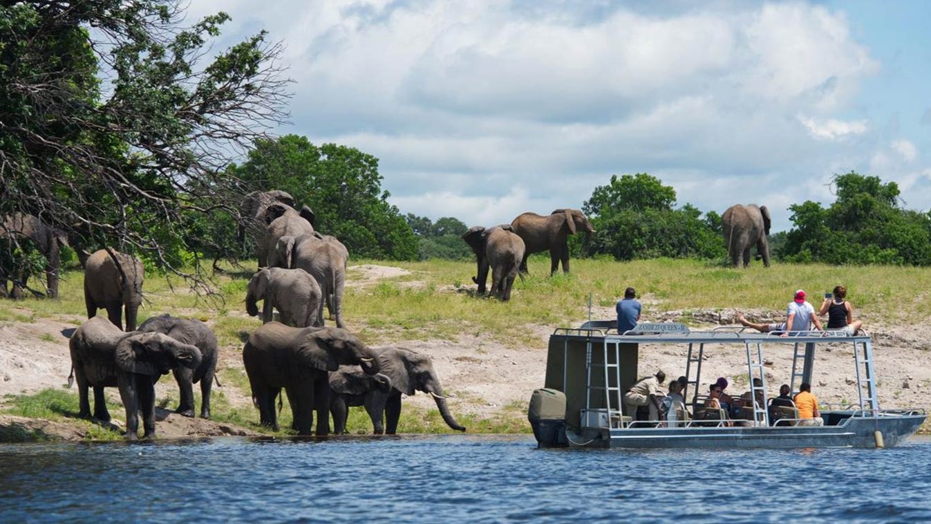 Chobe's Dry-Season Elephant Concentrations and Why River Cruises Deliver the Closest Views