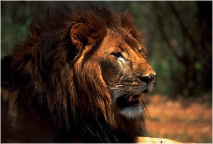 6-Day Madikwe Malaria-Free Safari