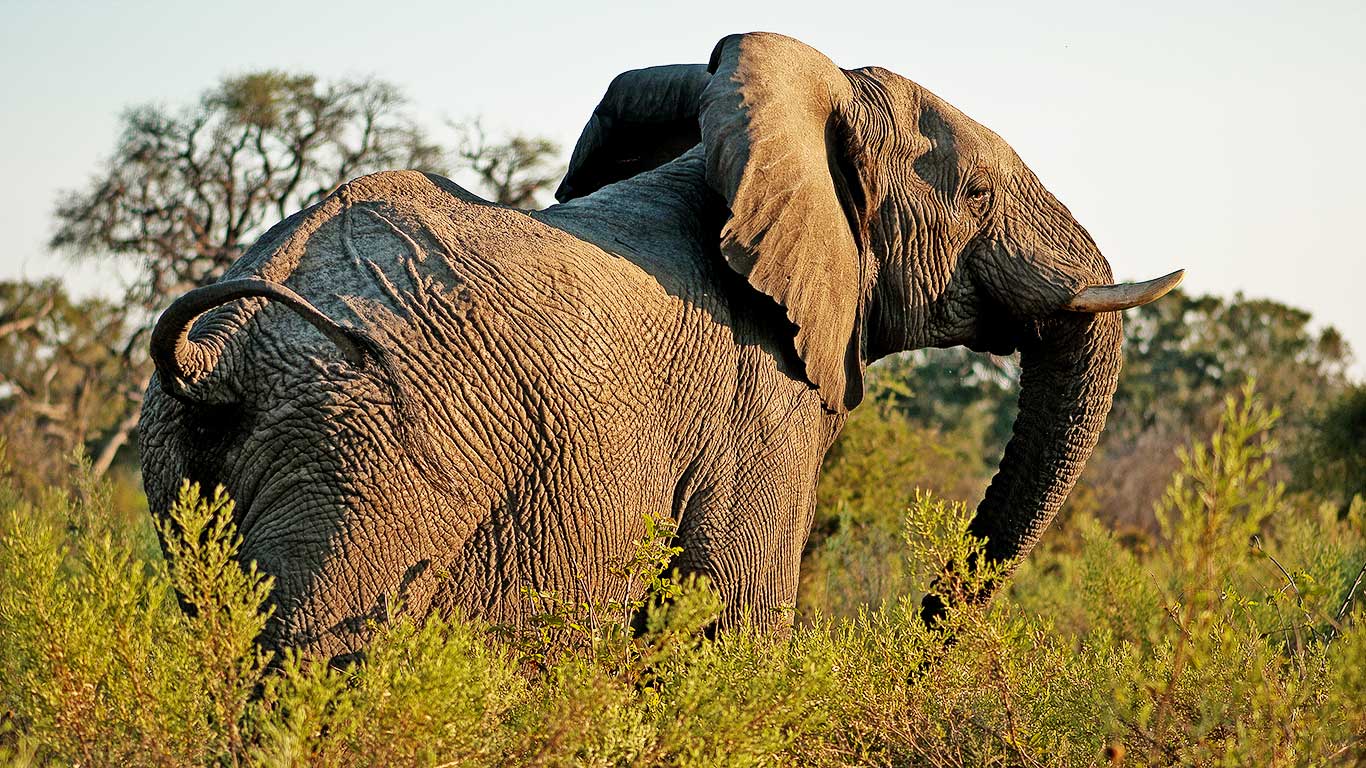 Tarangire Treetops