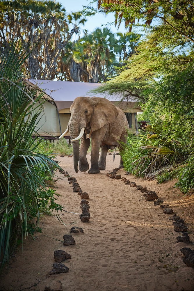 Samburu National Reserve