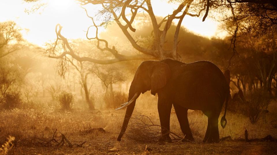 Ngorongoro Crater Camp, an A&K Sanctuary