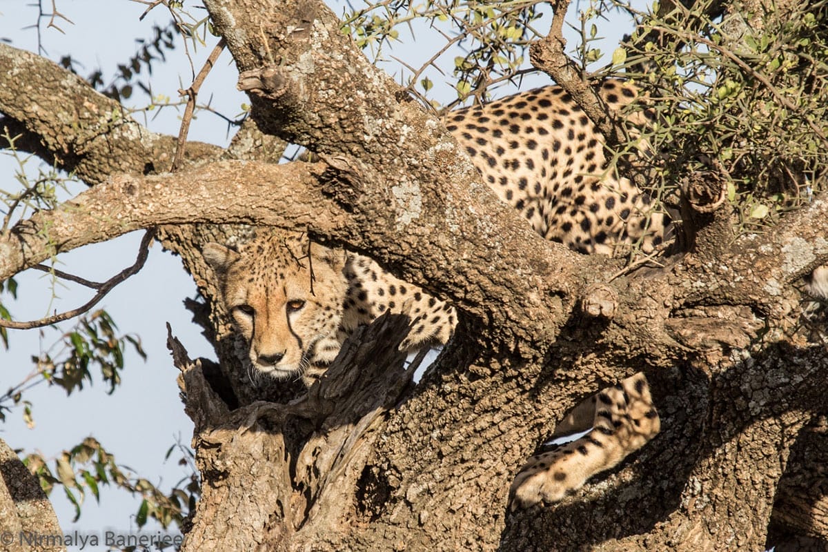 Porini Cheetah Camp
