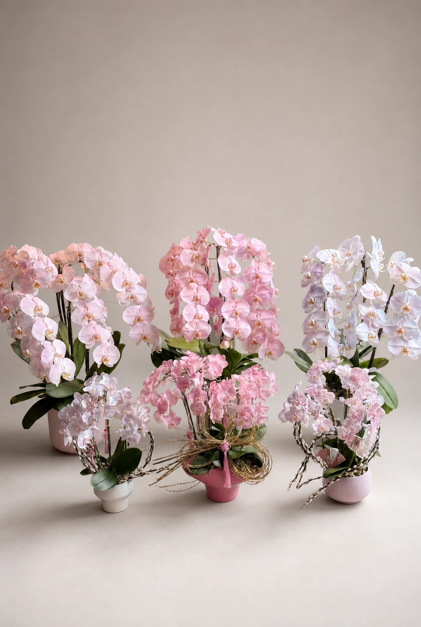 Potted Plants & Orchids