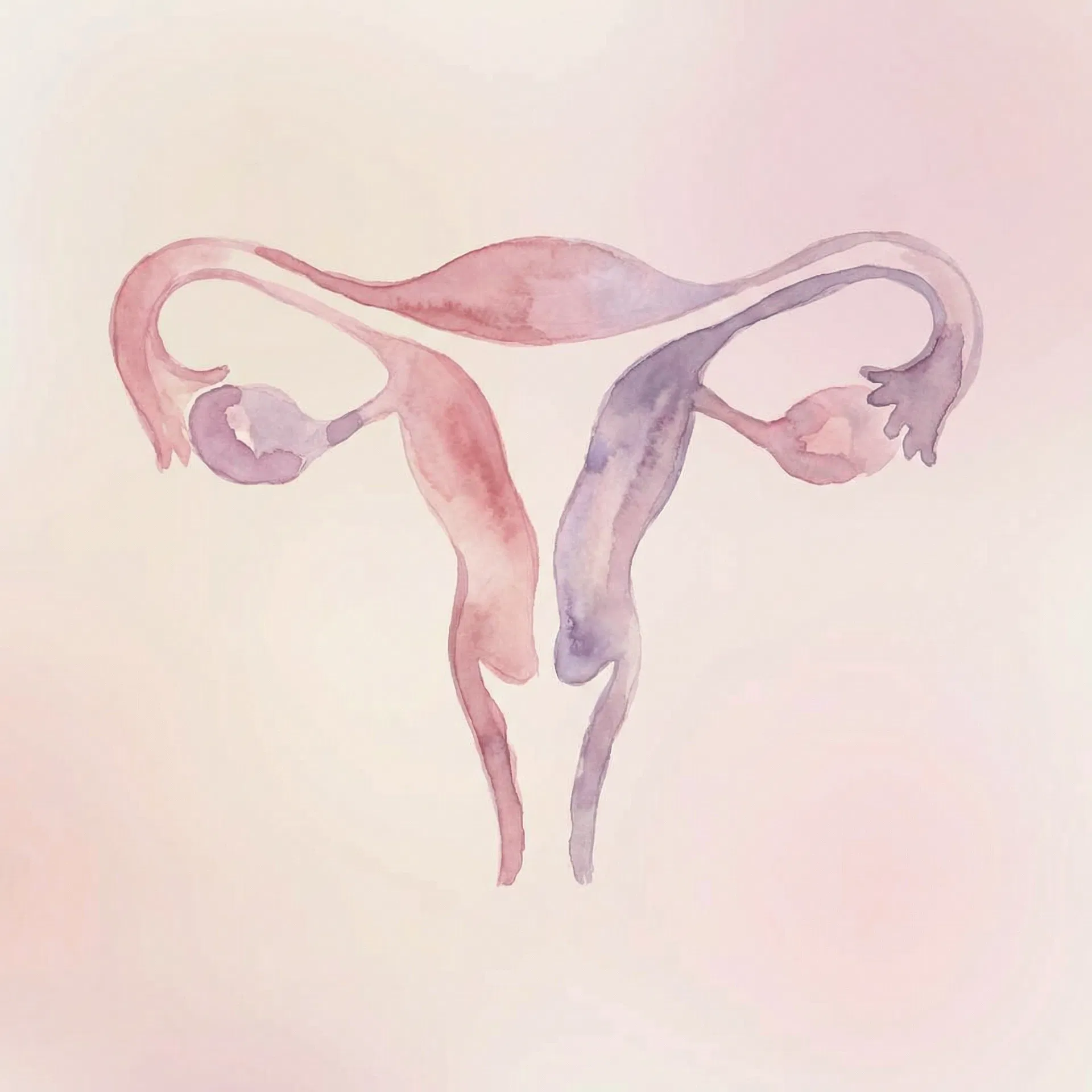 女性生殖系统示意图(水彩风格)