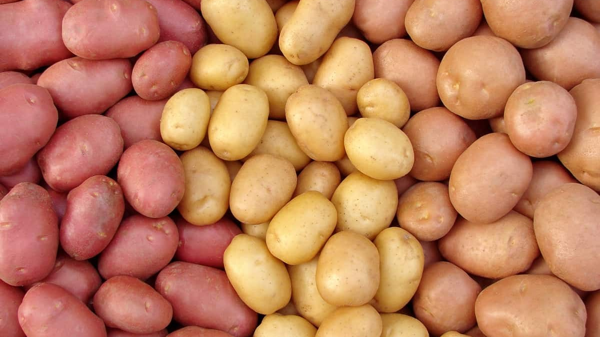 Potato