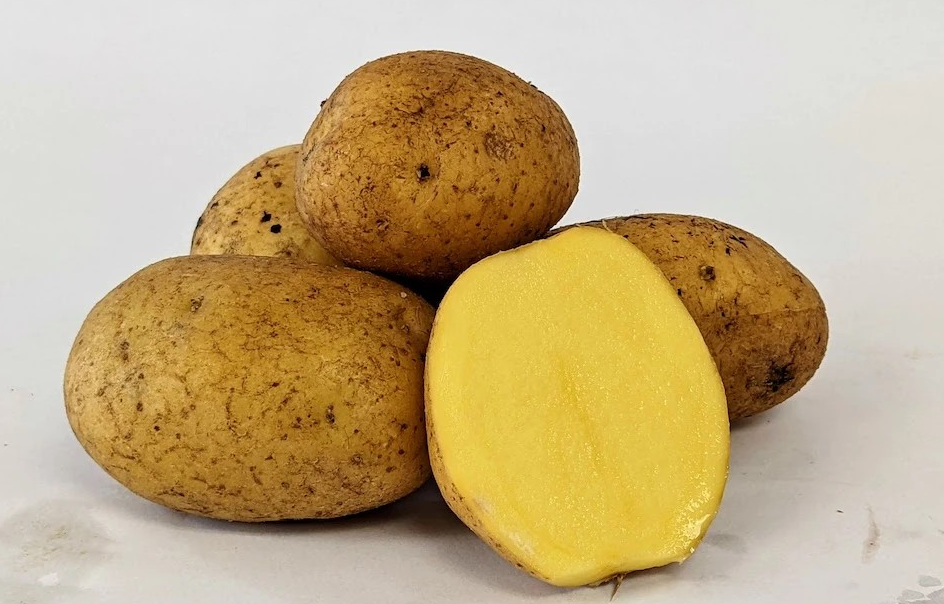German Butterball potato-Medium Size