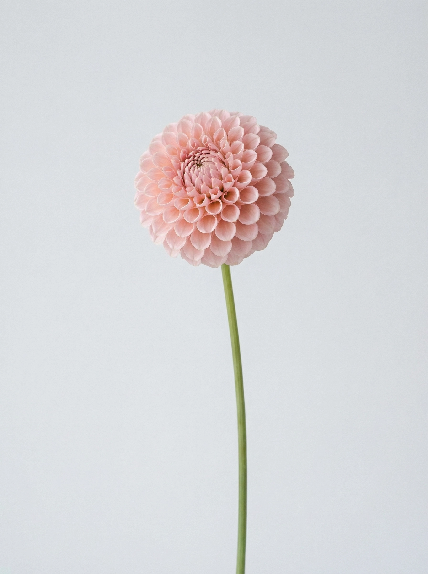 Pink Dahlia