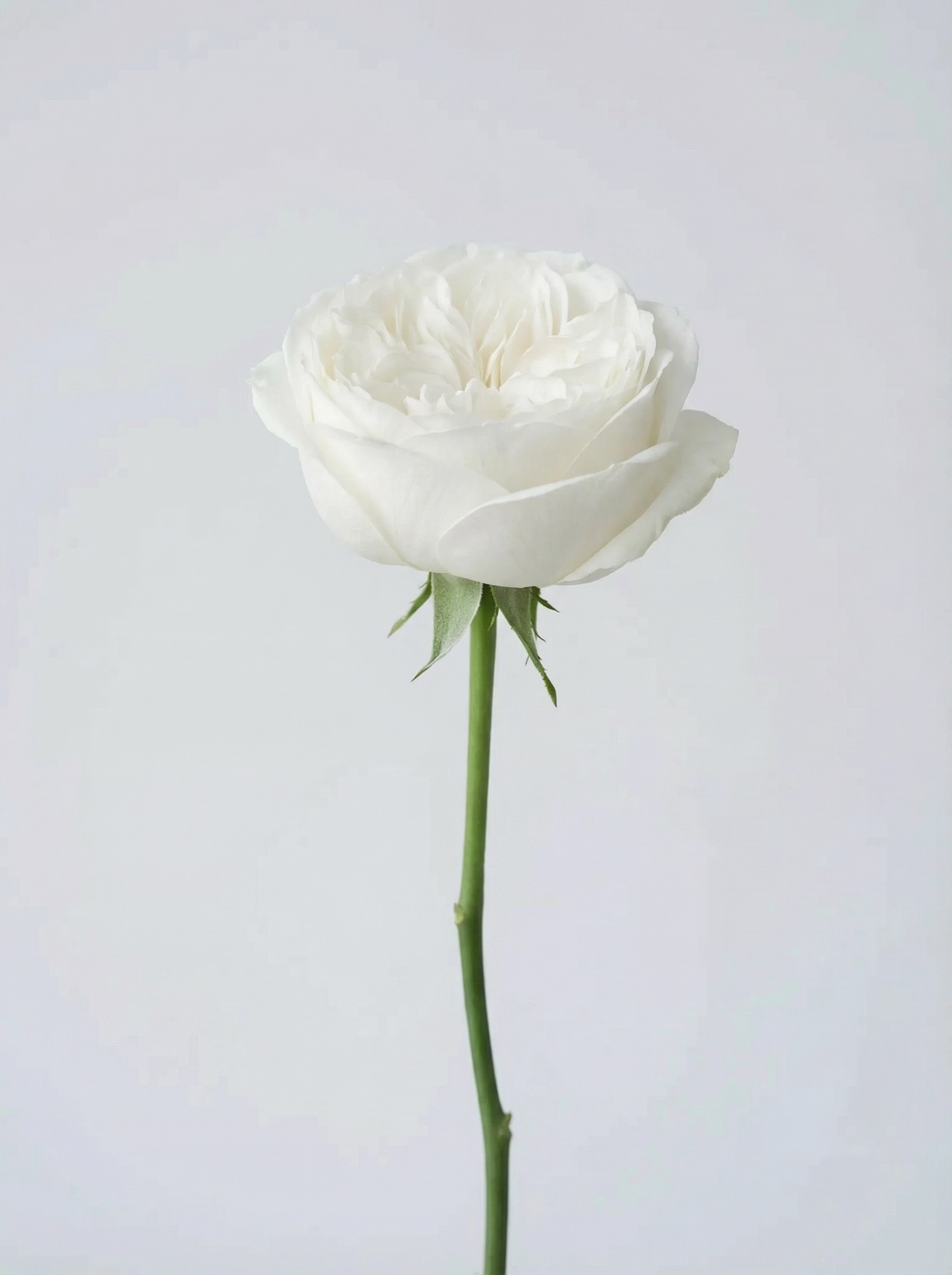 Garden Rose (White)