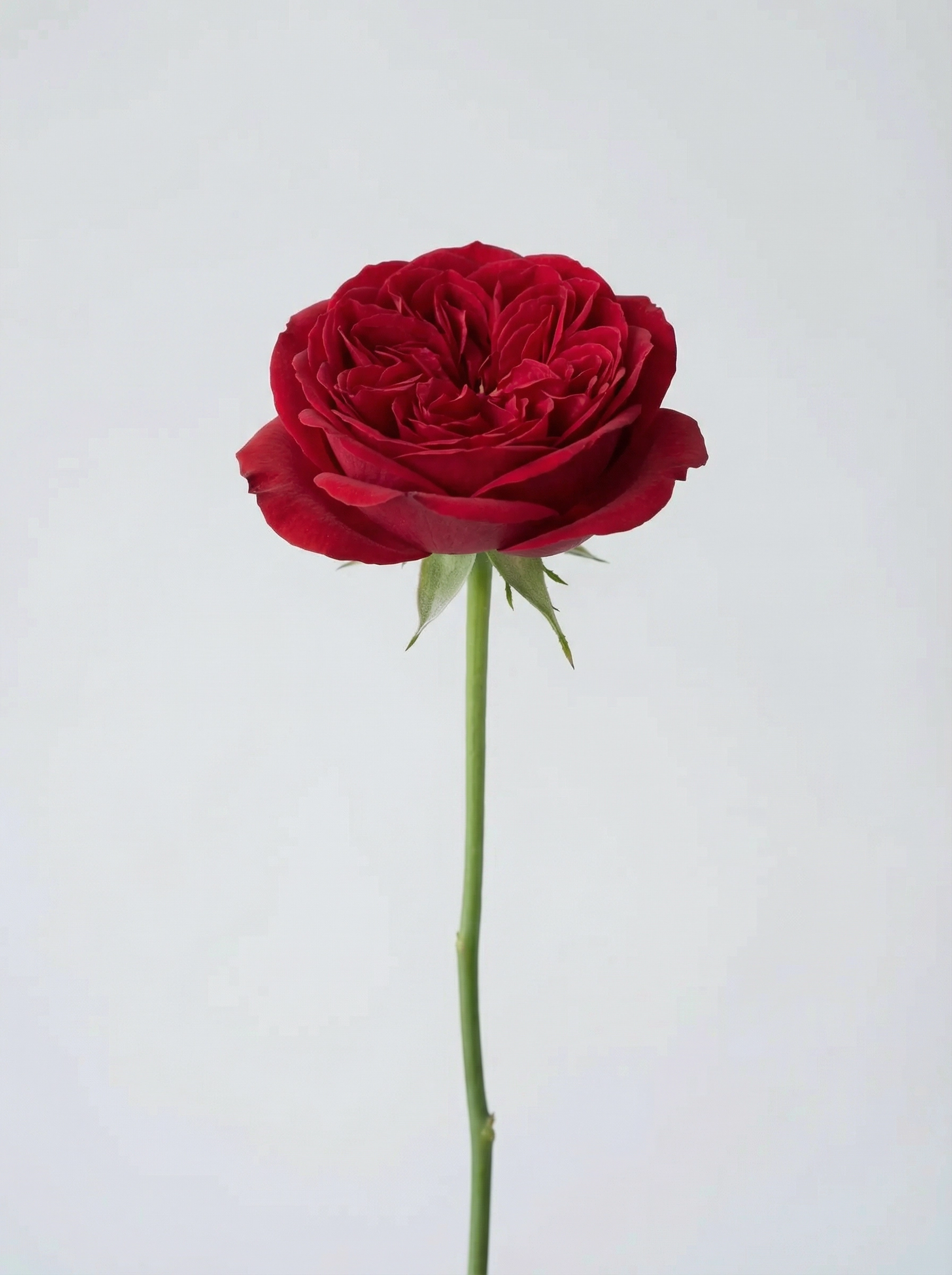Garden Rose (Red)