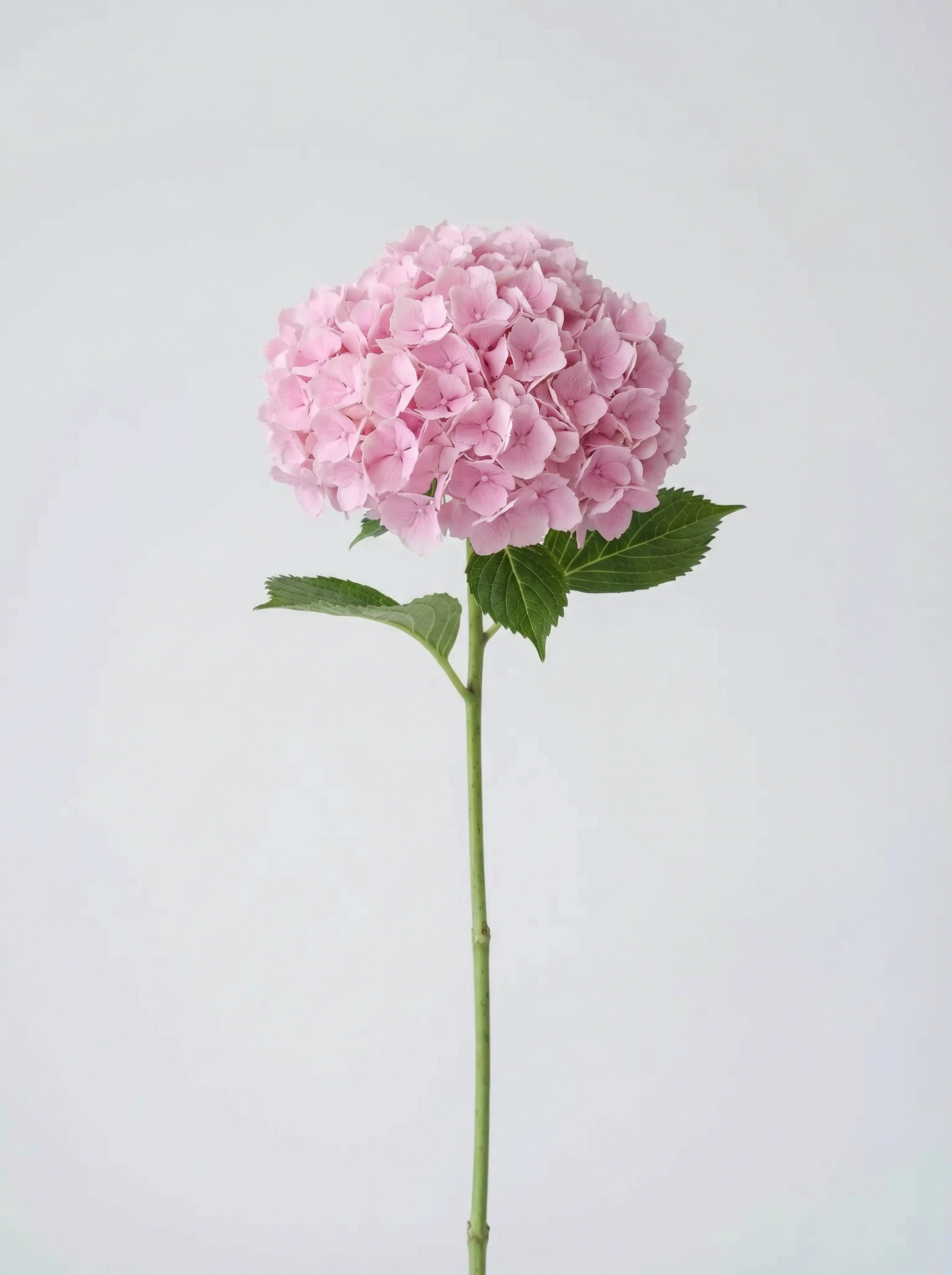 Hydrangea (Pink)