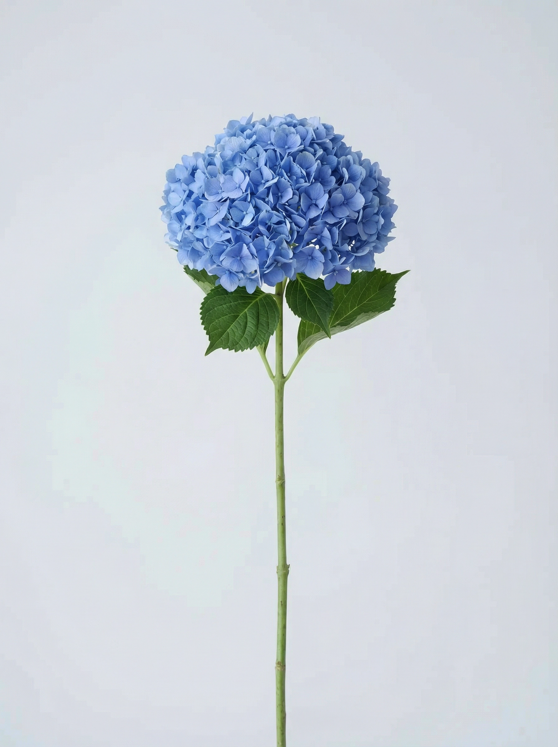 Hydrangea (Blue)