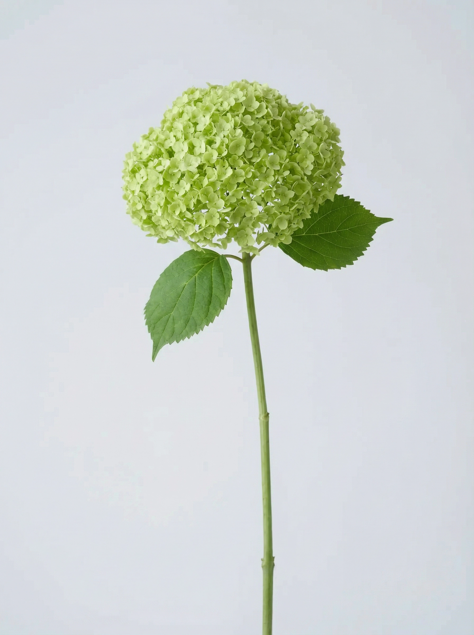 Hydrangea (Green)