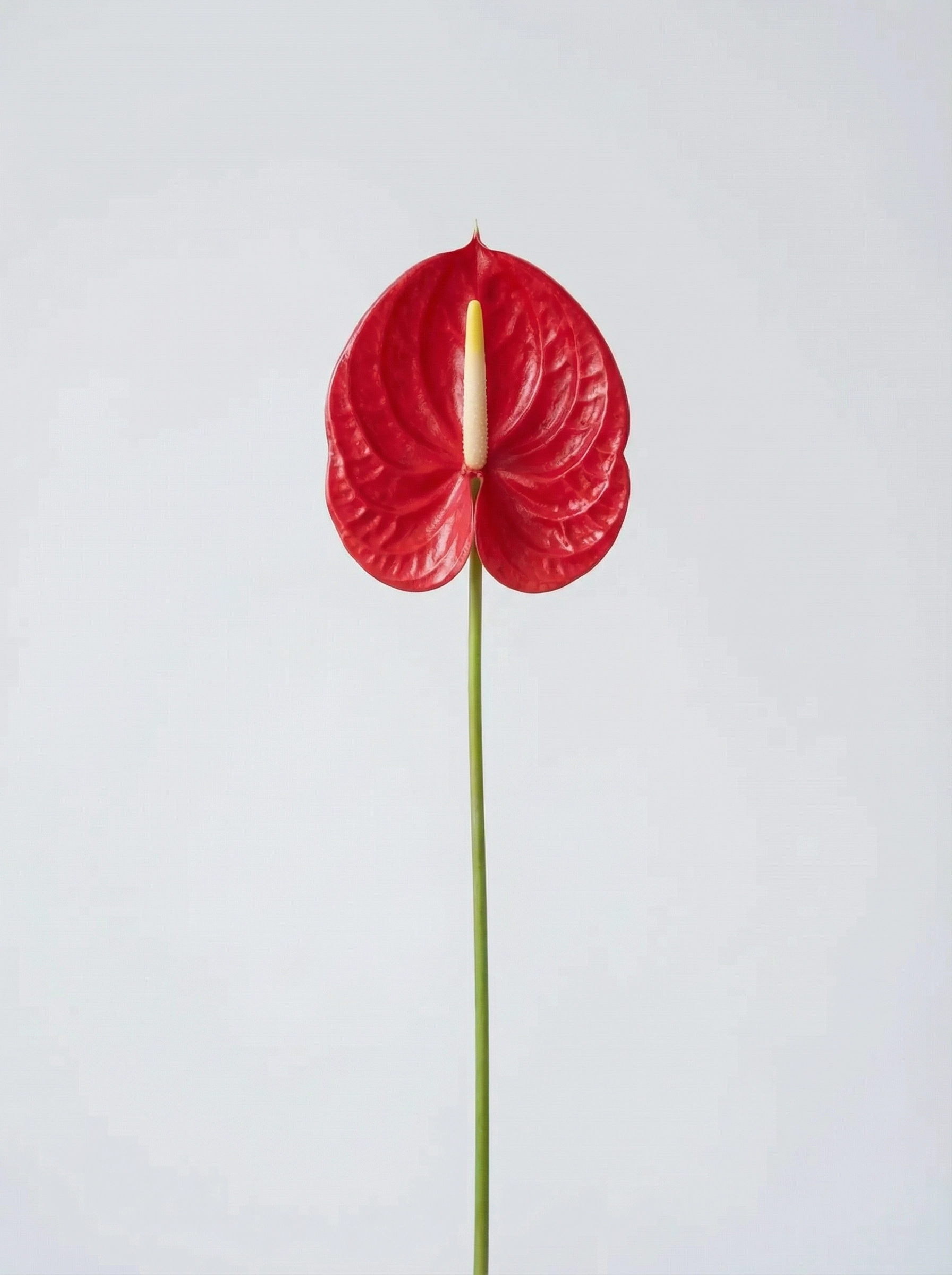 Anthurium (Red)