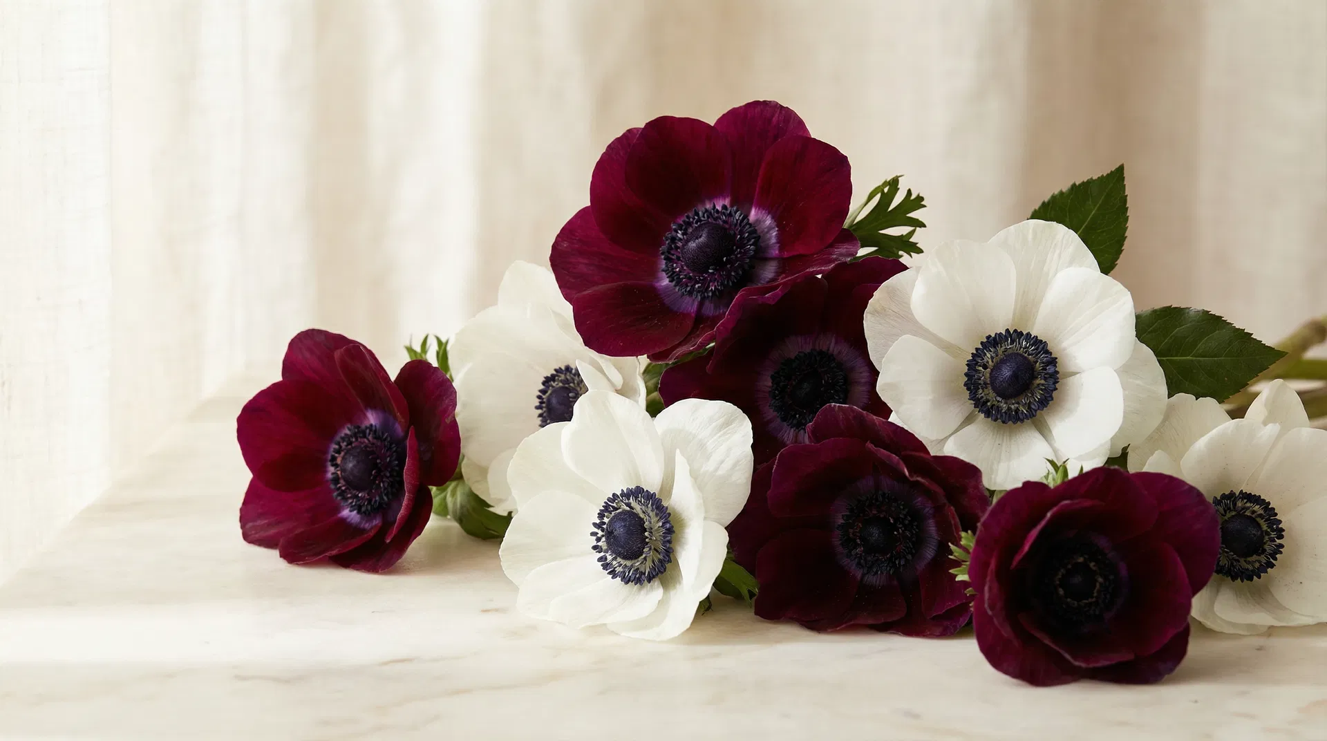 The Anemone: A Masterpiece of Contrast and Whimsy