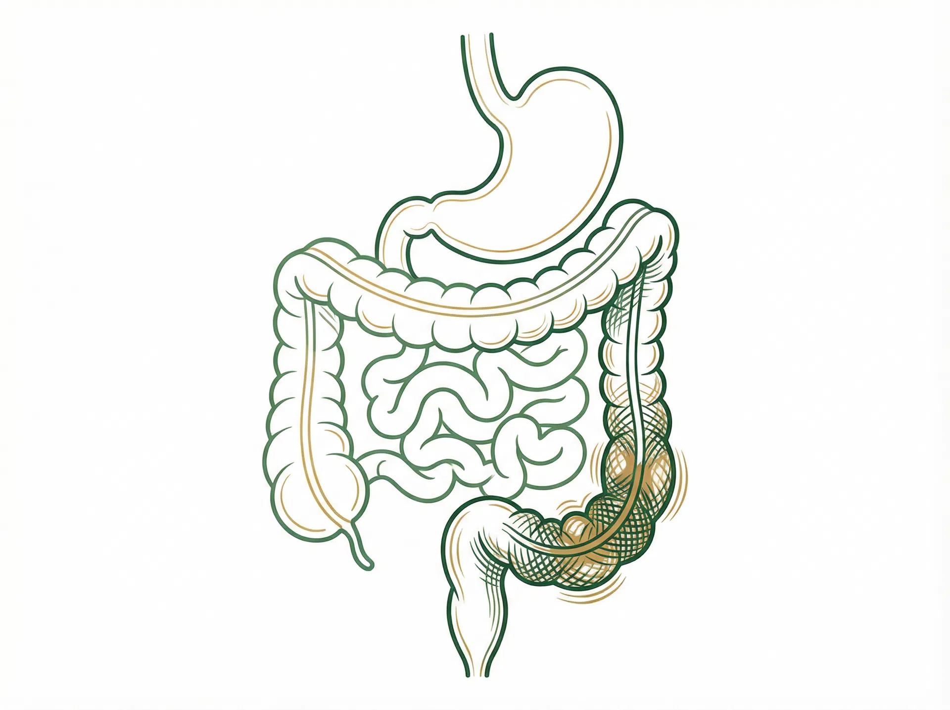 Colon health diagram