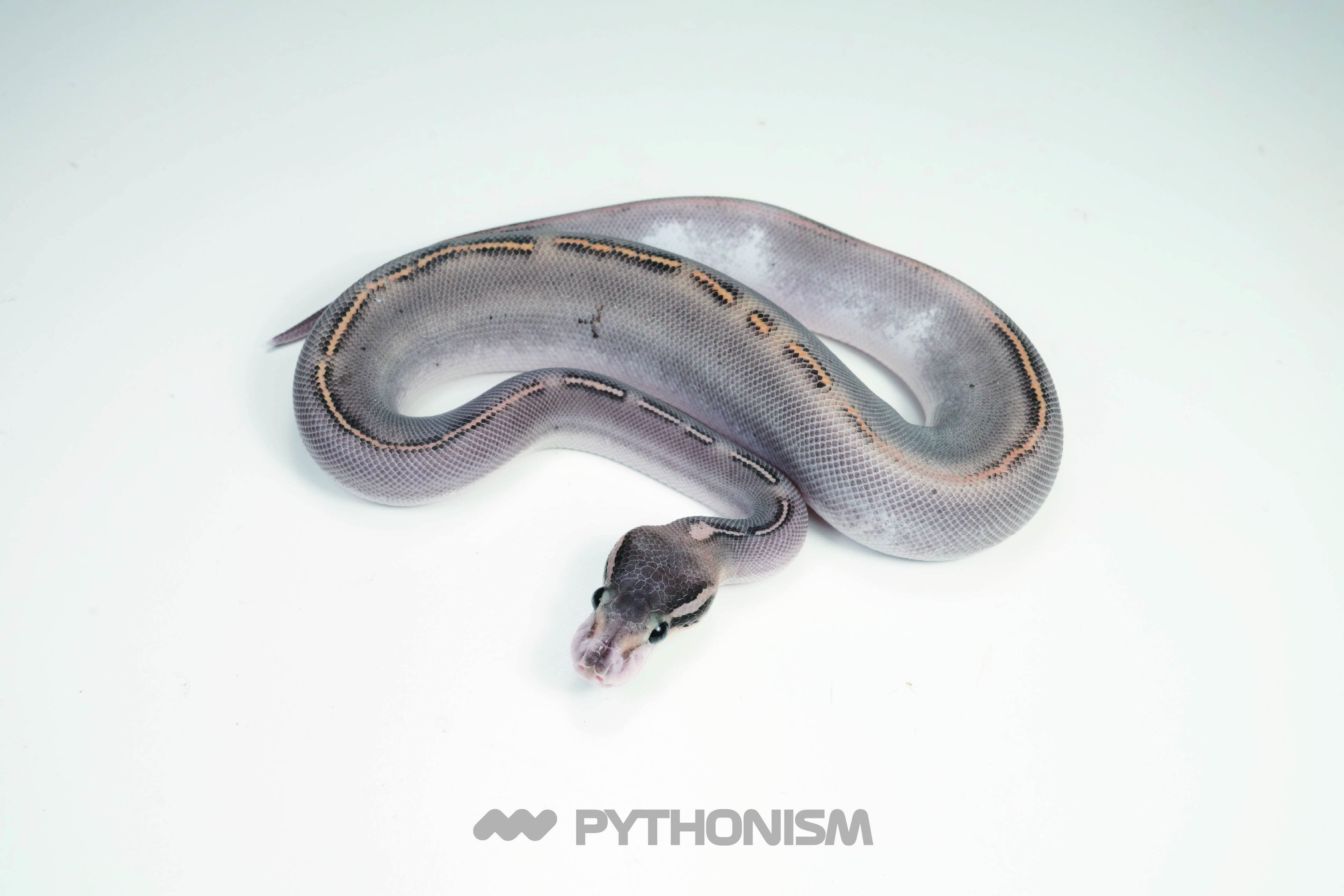 2025 GHI Black Pastel Freeway 50% het Pied - 1