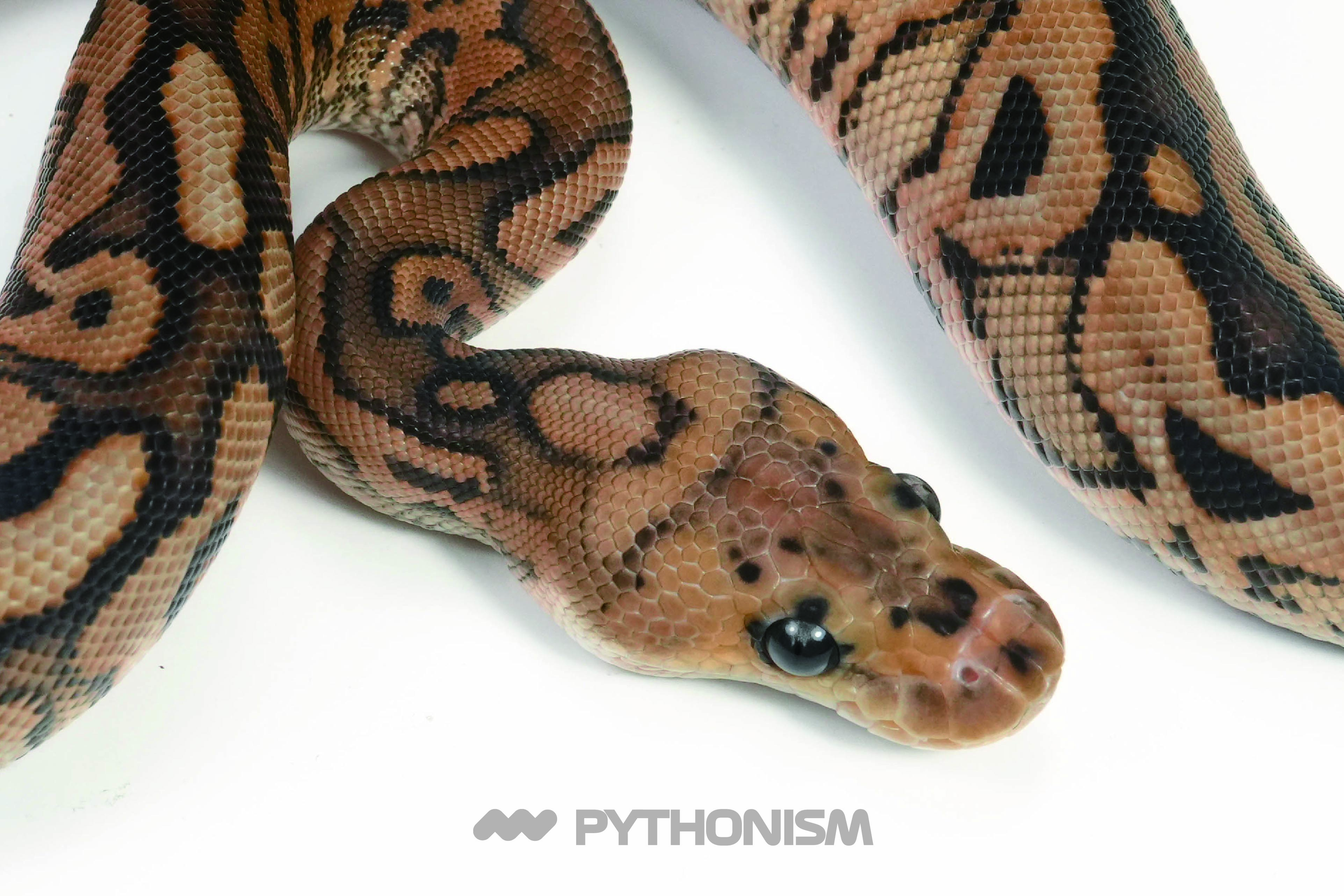 Black Pastel Spotnose Red Stripe Clown