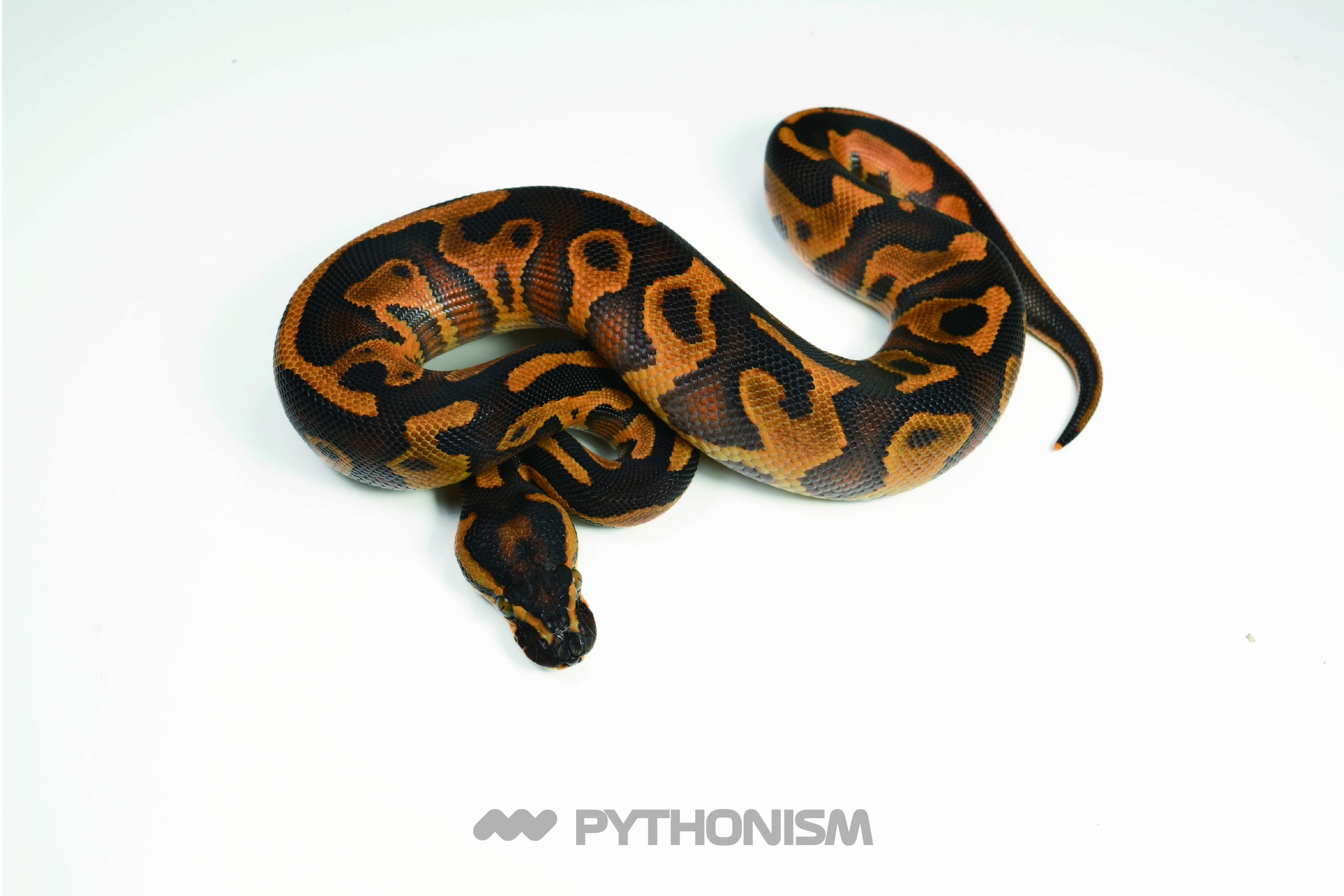 2025 Blackhead Leopard Enchi YB het Clown - 1